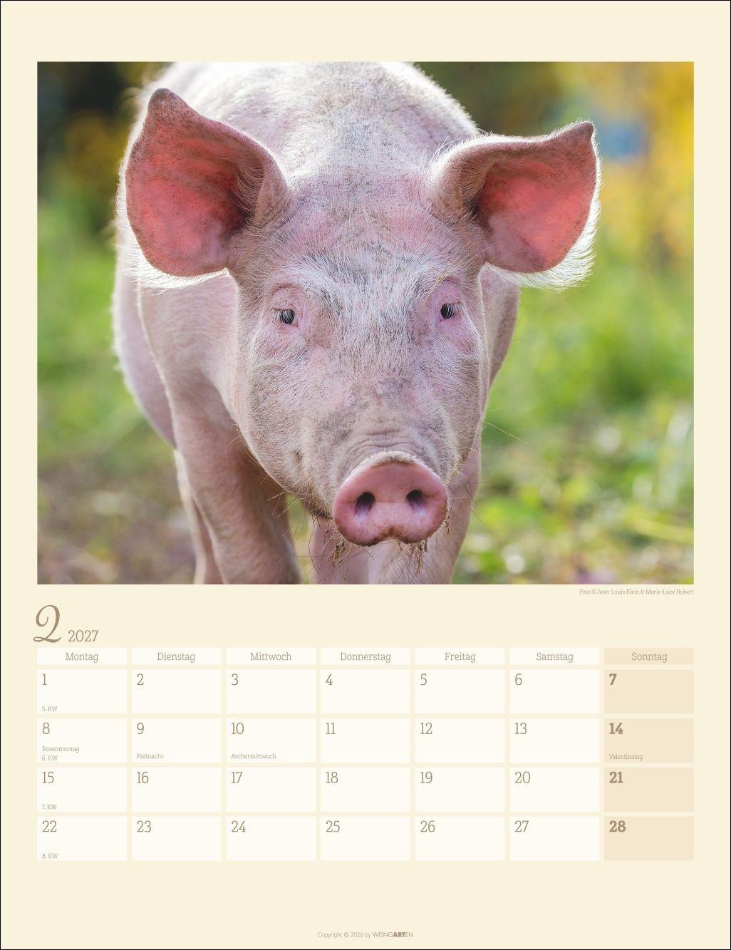 Beispielinhalt (Bild) Schweinchen Kalender 2027
