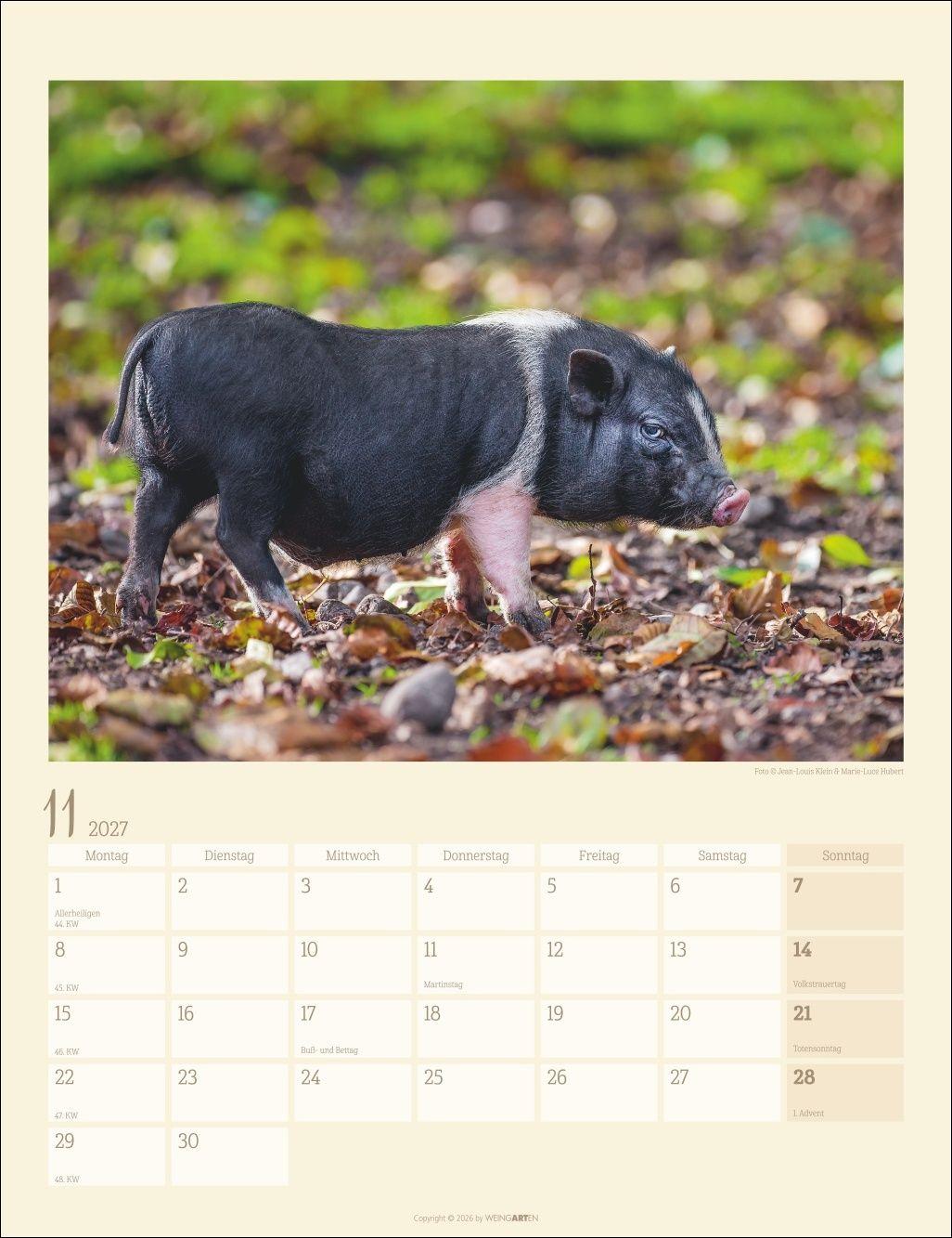 Beispielinhalt (Bild) Schweinchen Kalender 2027