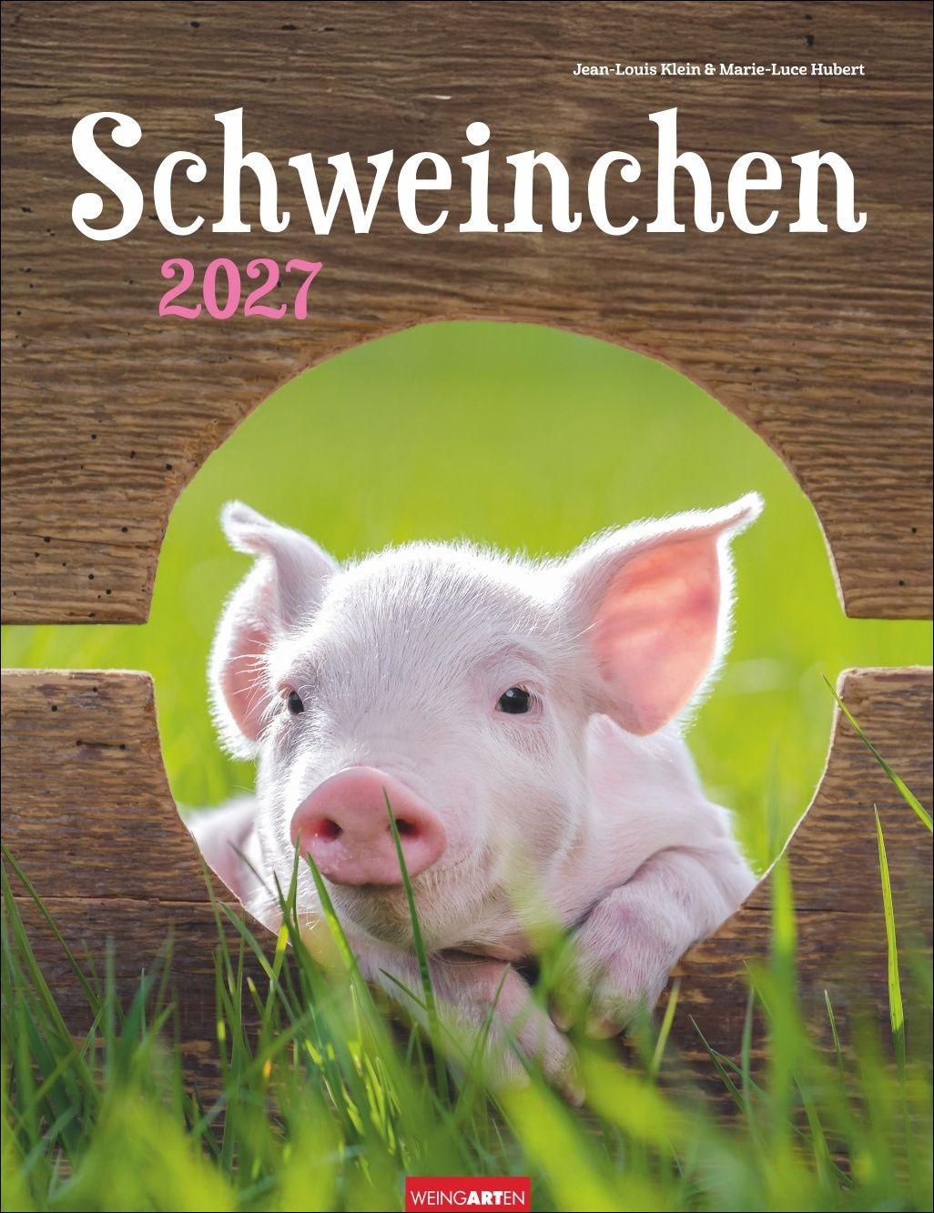 Vorderes Coverbild Schweinchen Kalender 2027