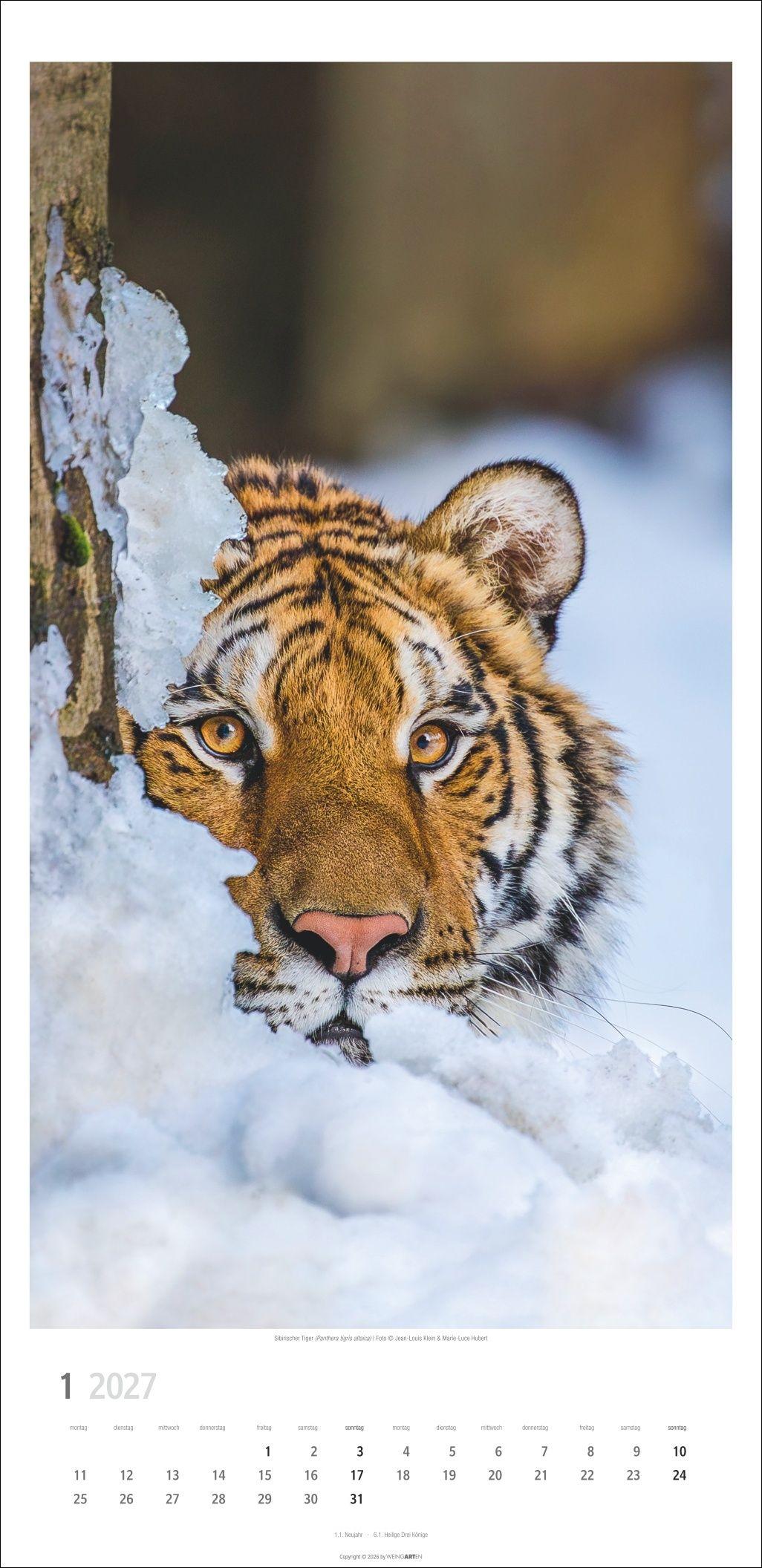 Beispielinhalt (Bild) Big Cats Kalender 2027