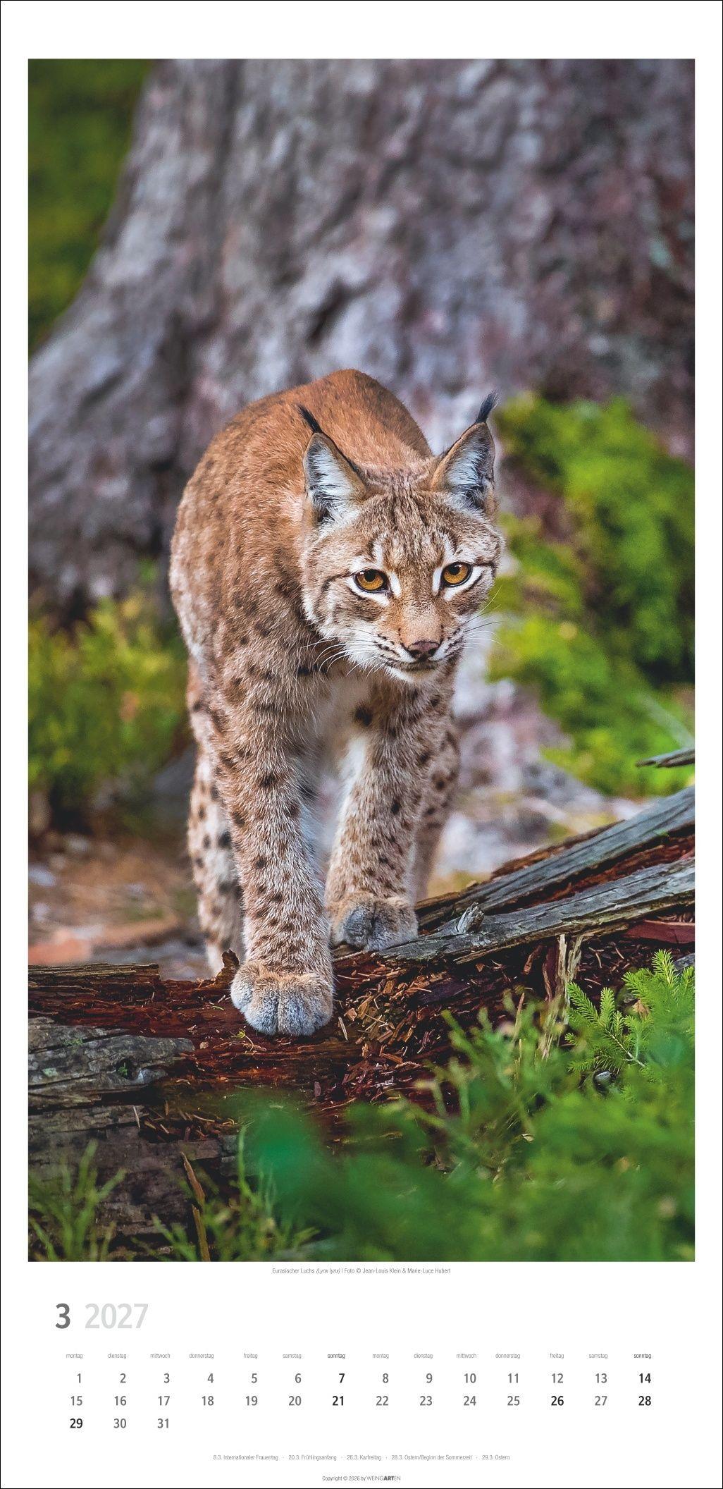 Beispielinhalt (Bild) Big Cats Kalender 2027