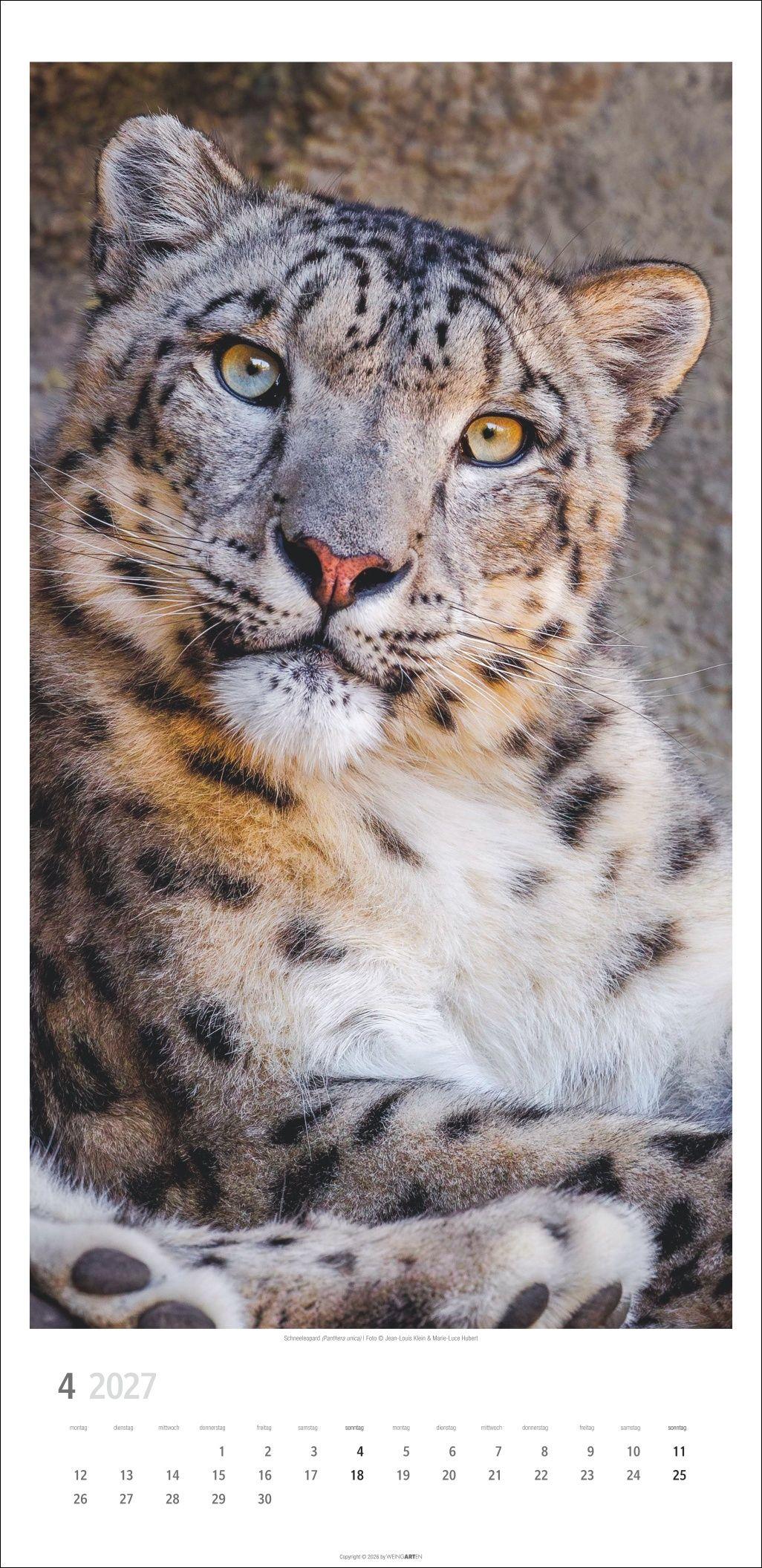 Beispielinhalt (Bild) Big Cats Kalender 2027