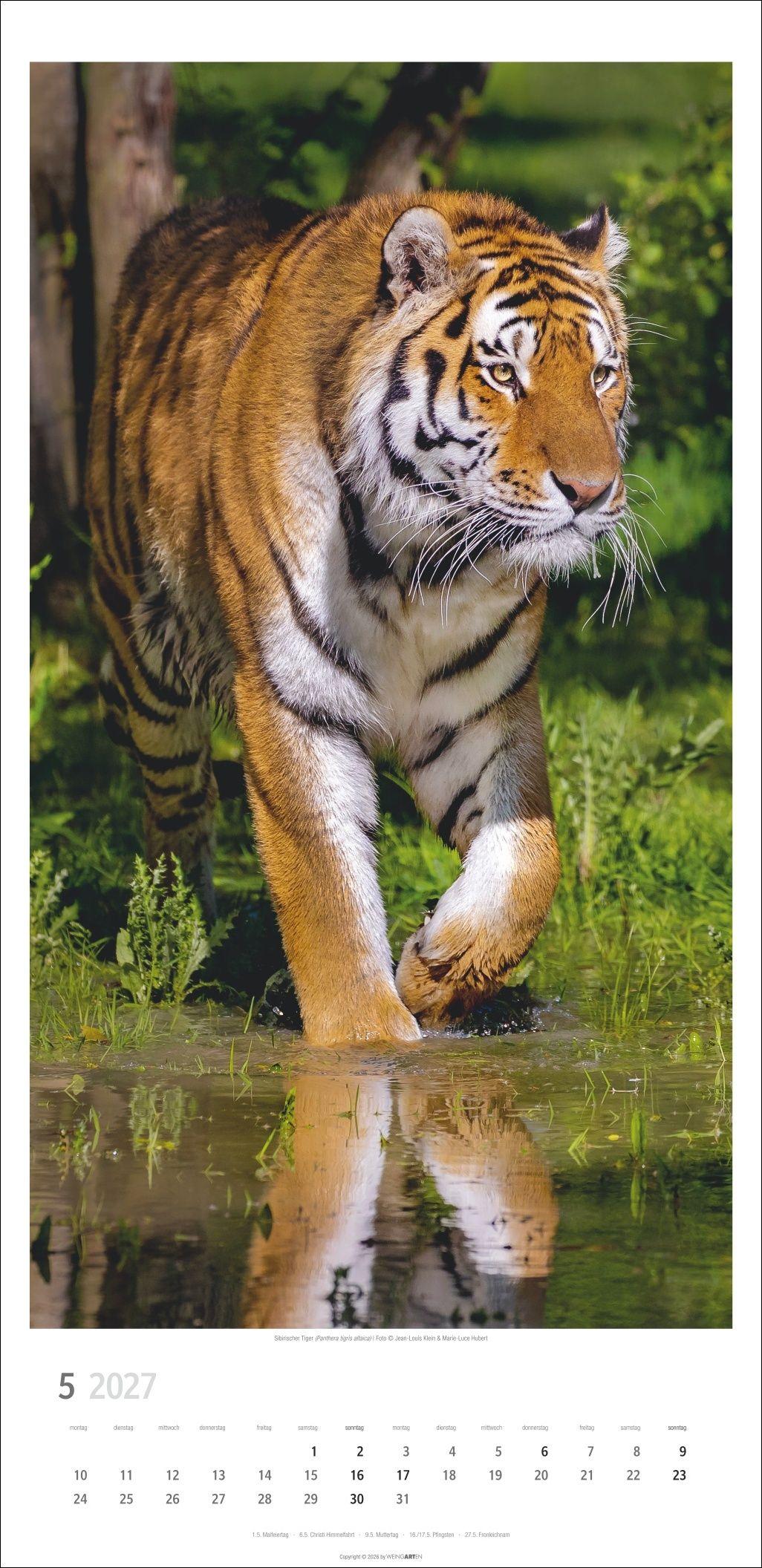 Beispielinhalt (Bild) Big Cats Kalender 2027