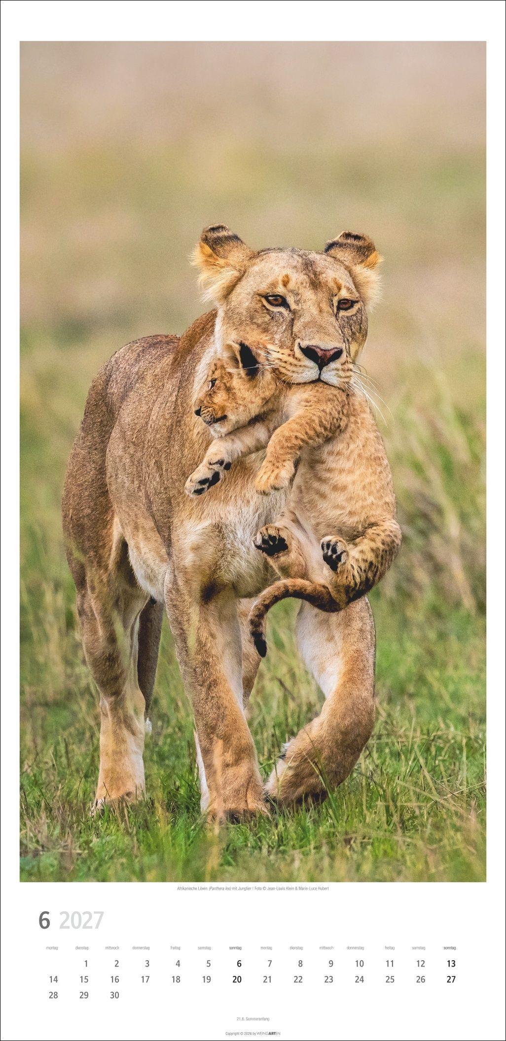 Beispielinhalt (Bild) Big Cats Kalender 2027