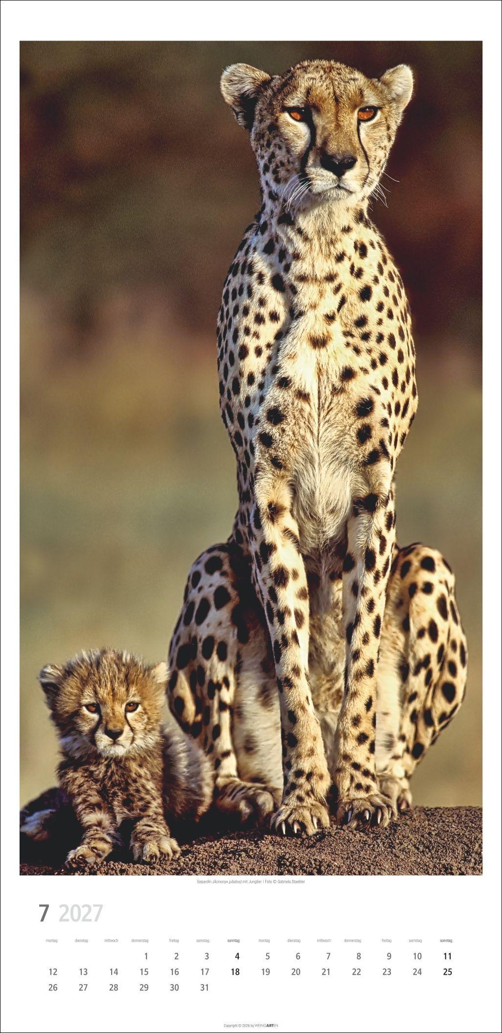 Beispielinhalt (Bild) Big Cats Kalender 2027