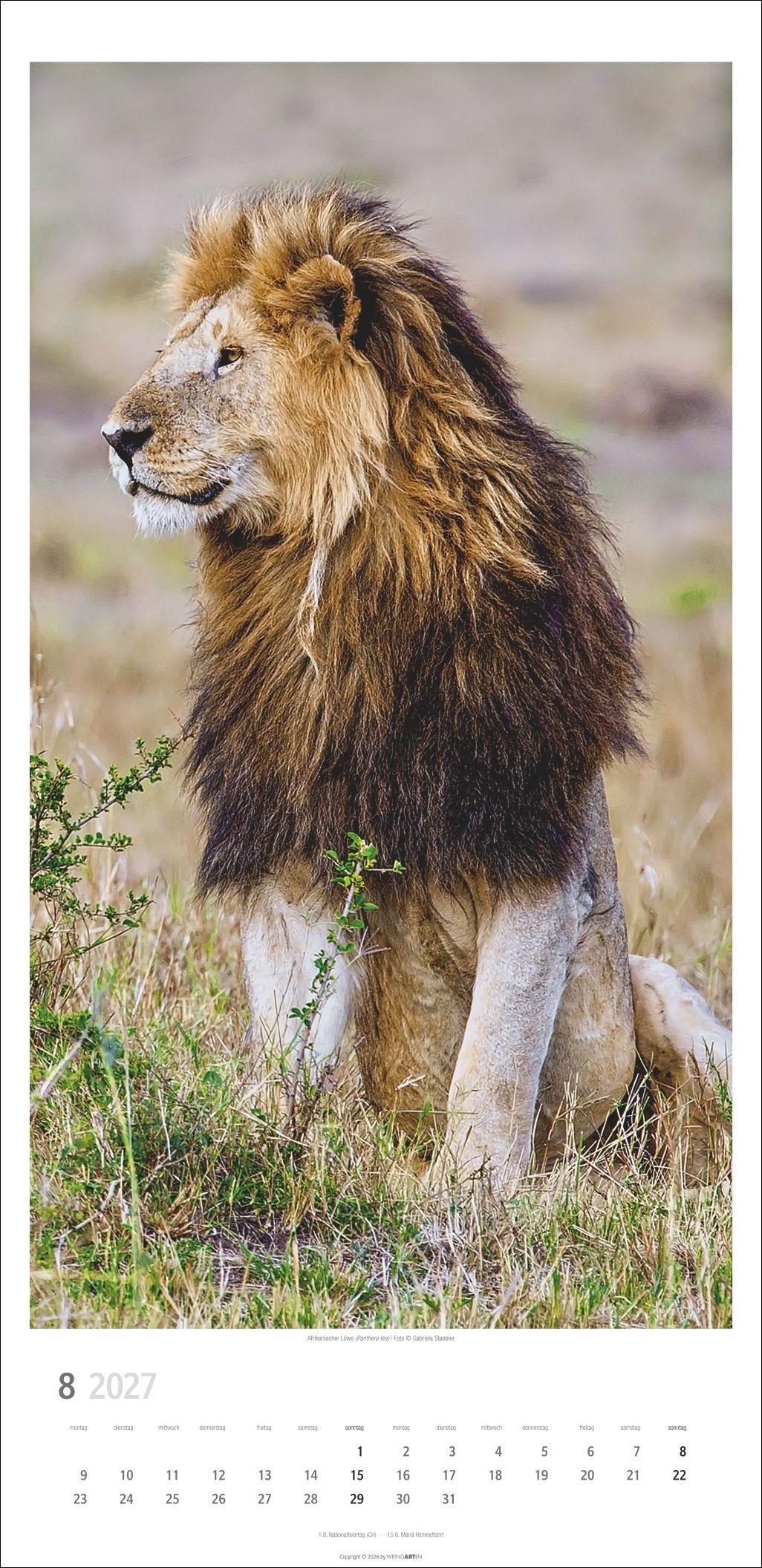 Beispielinhalt (Bild) Big Cats Kalender 2027