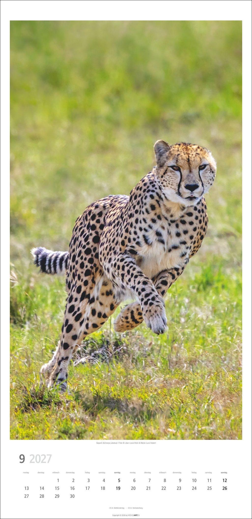 Beispielinhalt (Bild) Big Cats Kalender 2027