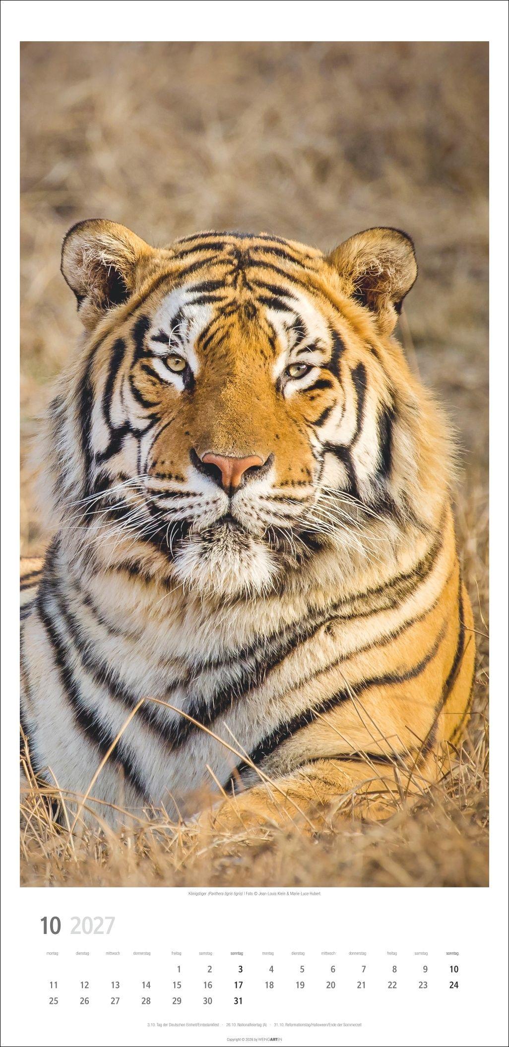 Beispielinhalt (Bild) Big Cats Kalender 2027