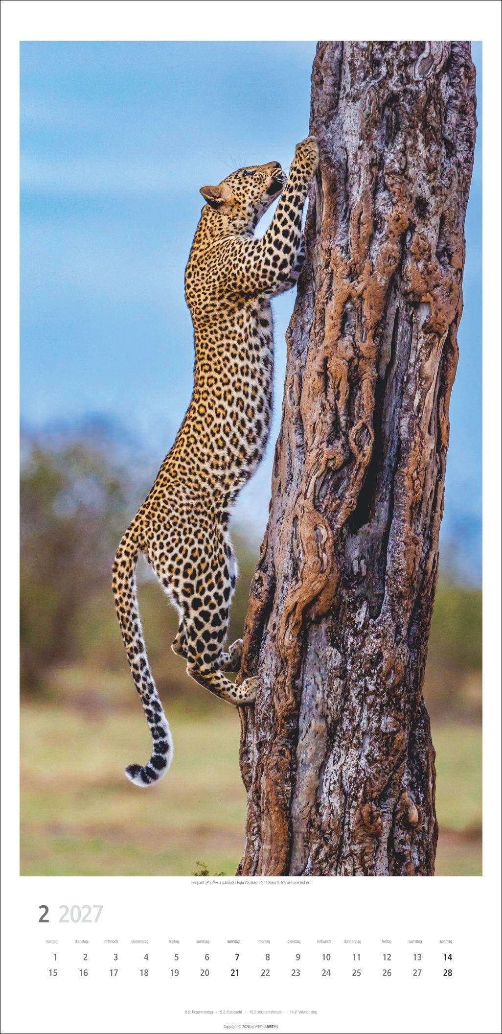 Beispielinhalt (Bild) Big Cats Kalender 2027