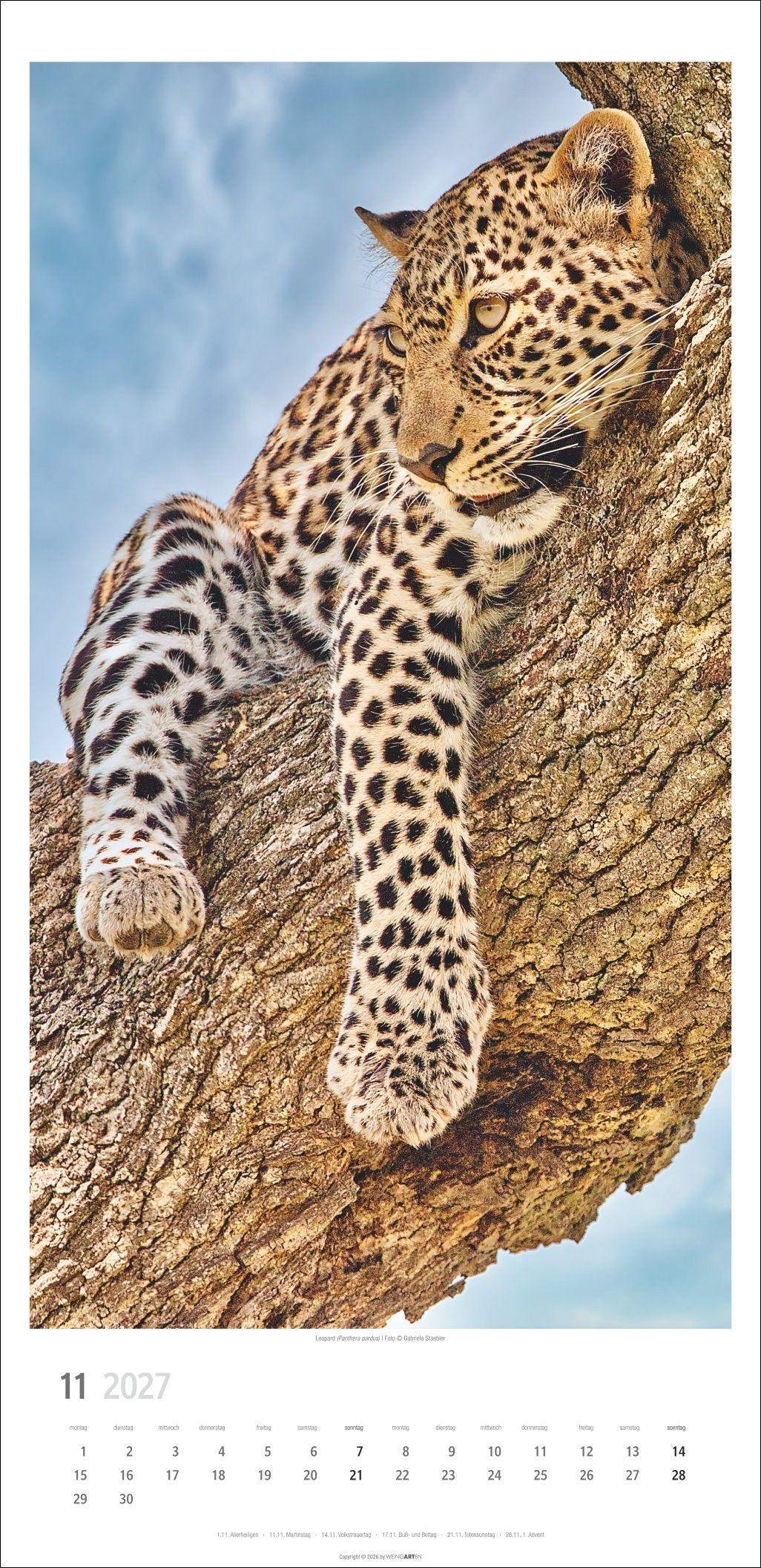 Beispielinhalt (Bild) Big Cats Kalender 2027