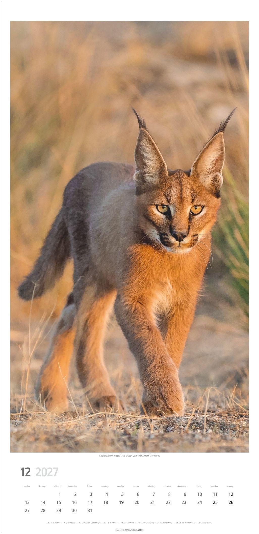 Beispielinhalt (Bild) Big Cats Kalender 2027