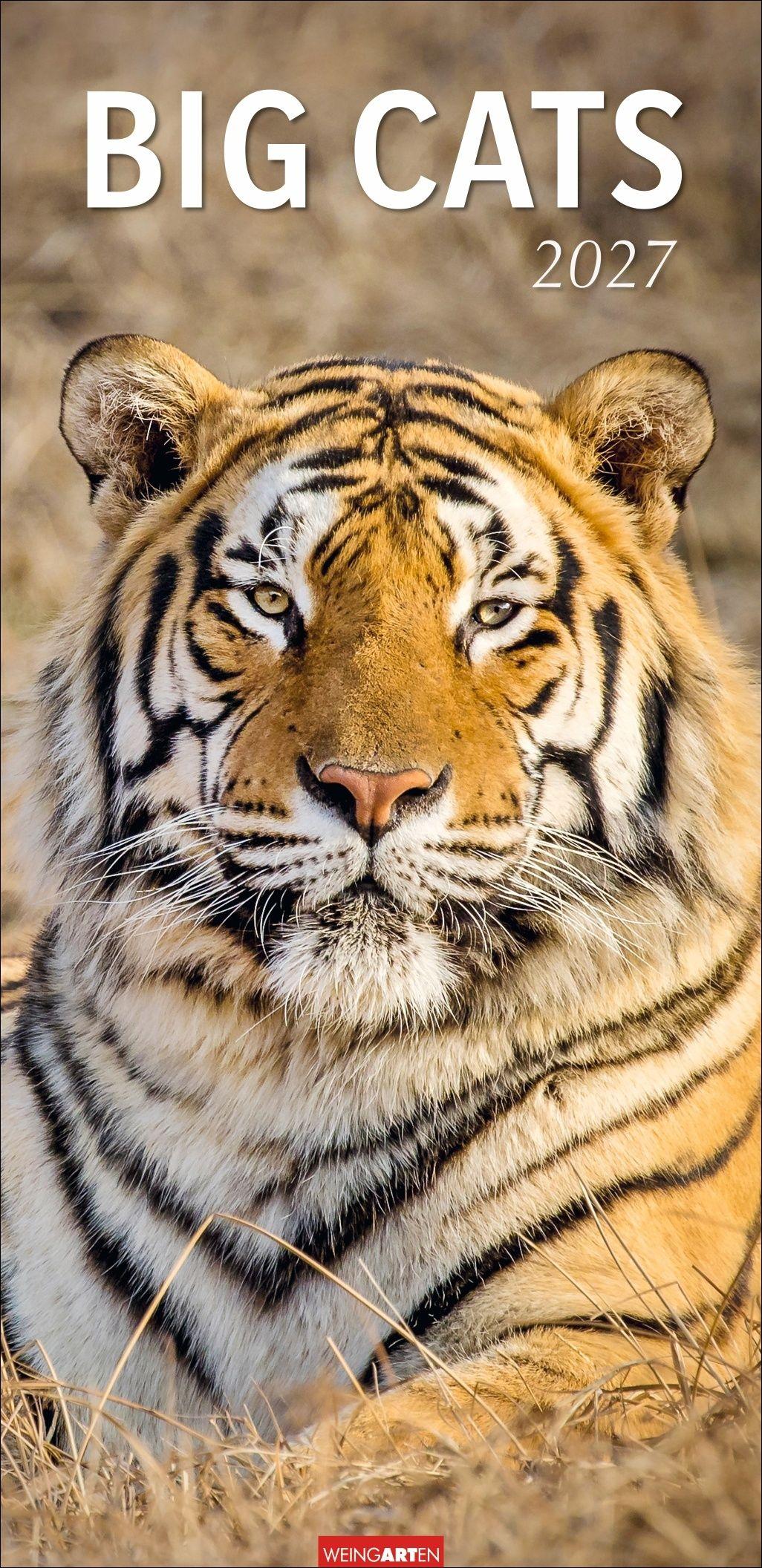 Vorderes Coverbild Big Cats Kalender 2027