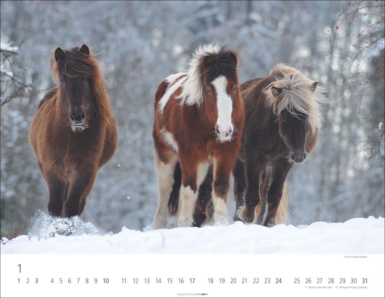 Beispielinhalt (Bild) Islandpferde Kalender 2027