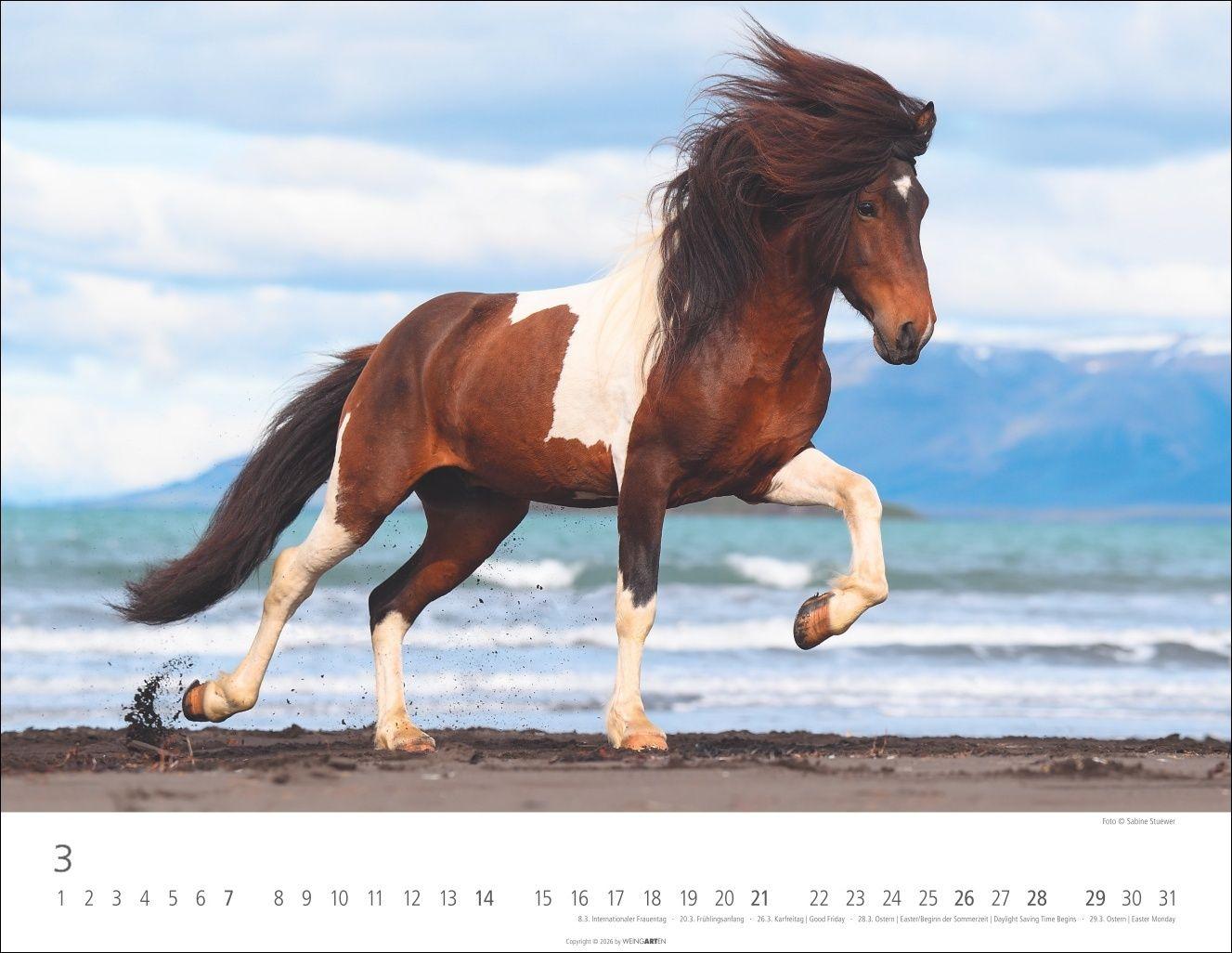 Beispielinhalt (Bild) Islandpferde Kalender 2027