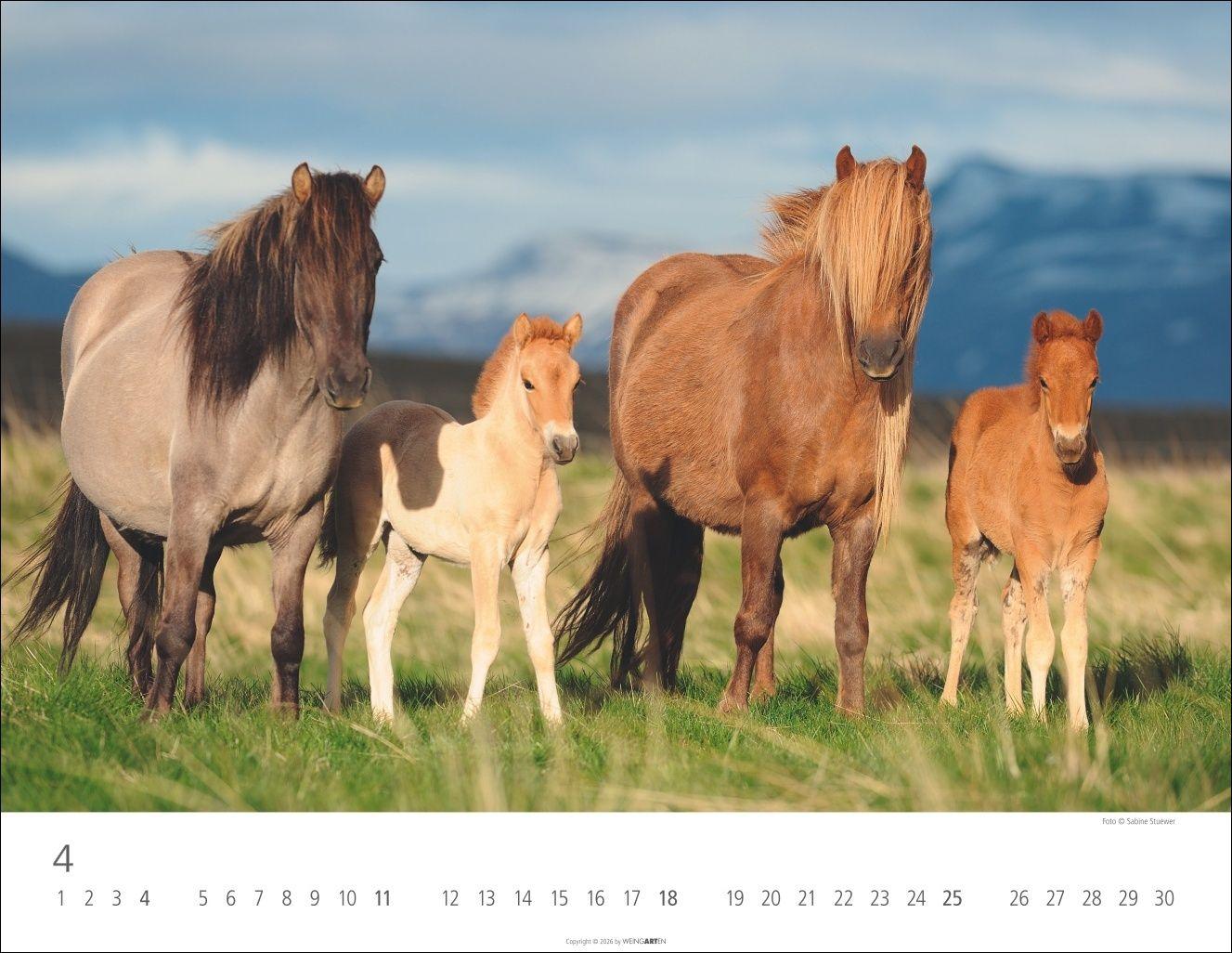 Beispielinhalt (Bild) Islandpferde Kalender 2027