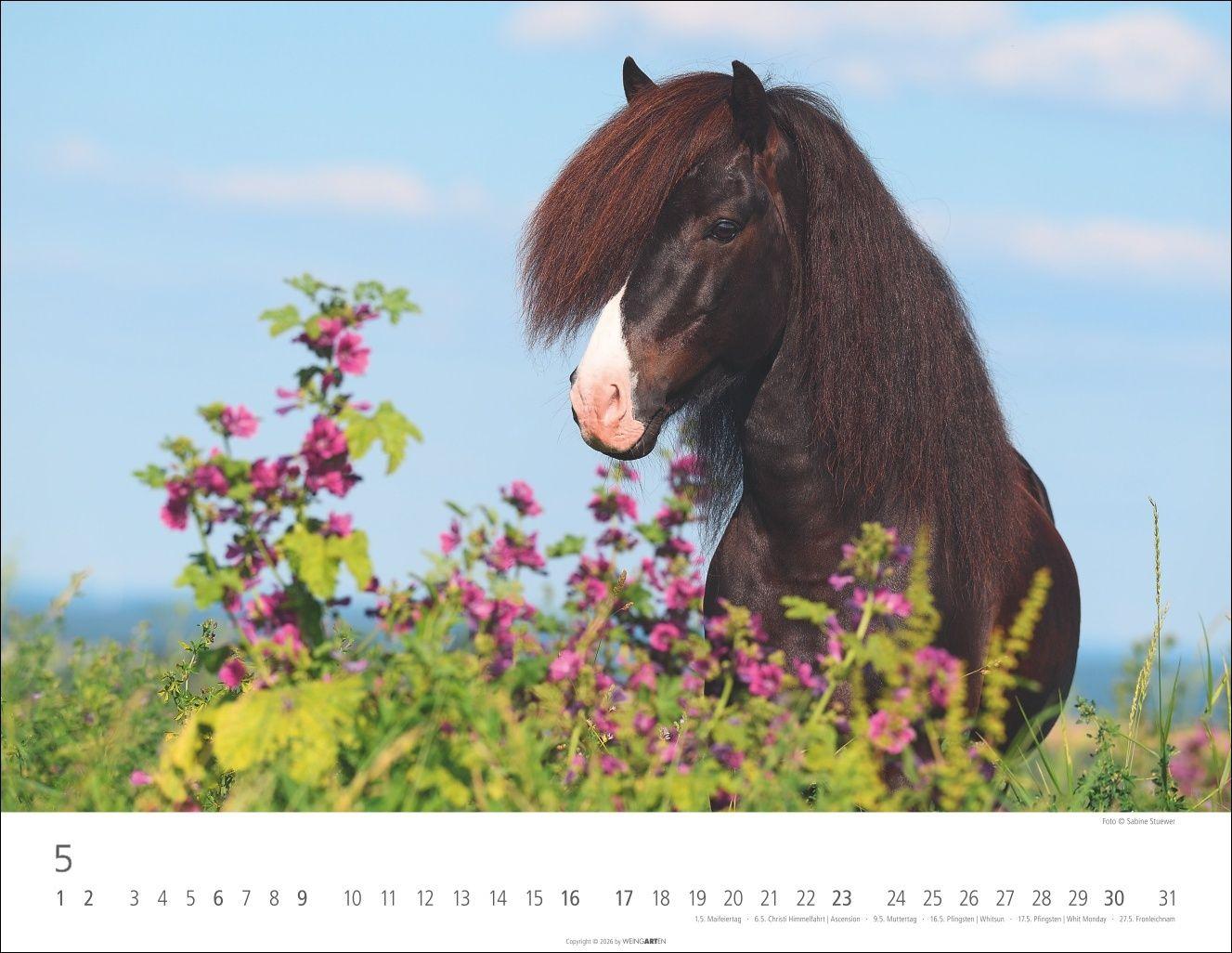 Beispielinhalt (Bild) Islandpferde Kalender 2027