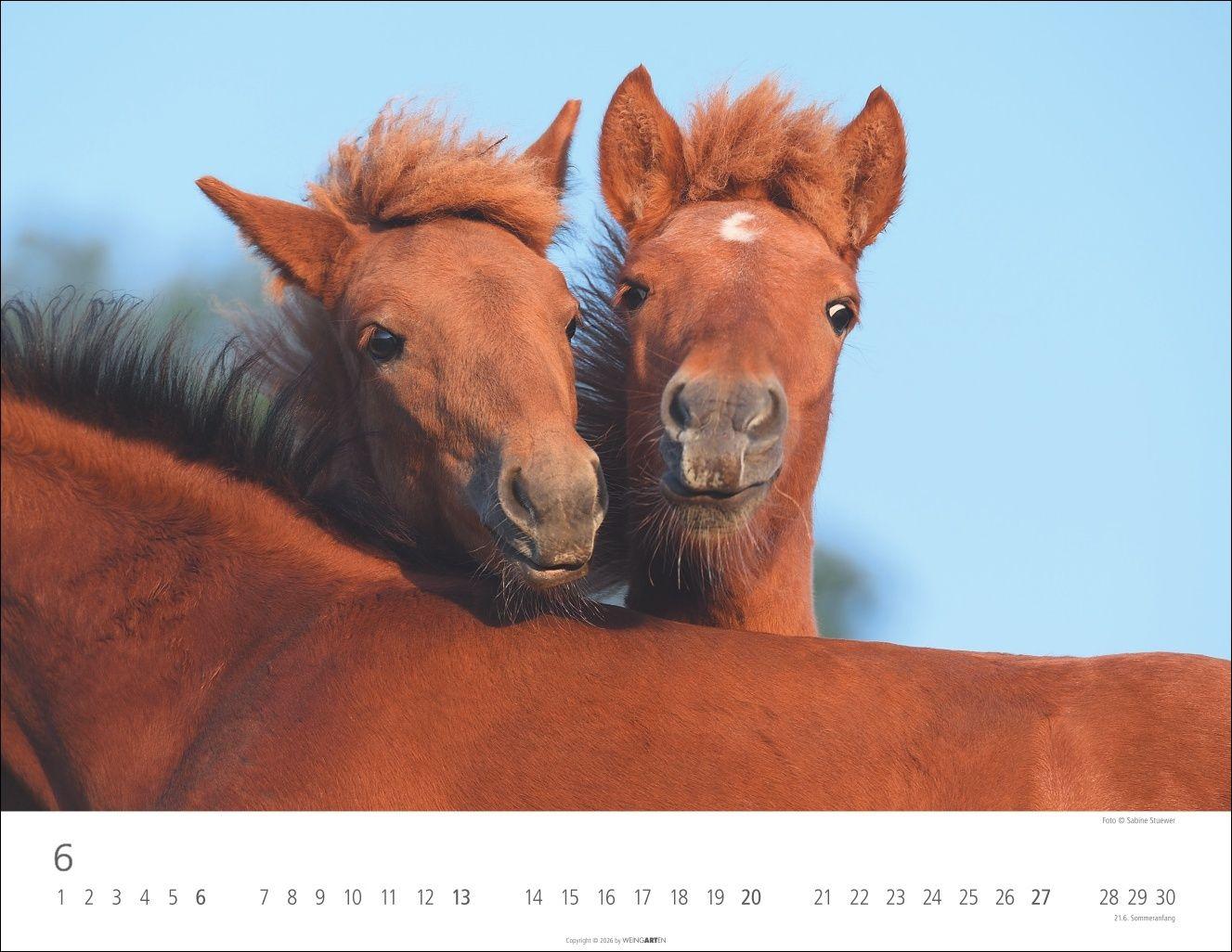 Beispielinhalt (Bild) Islandpferde Kalender 2027