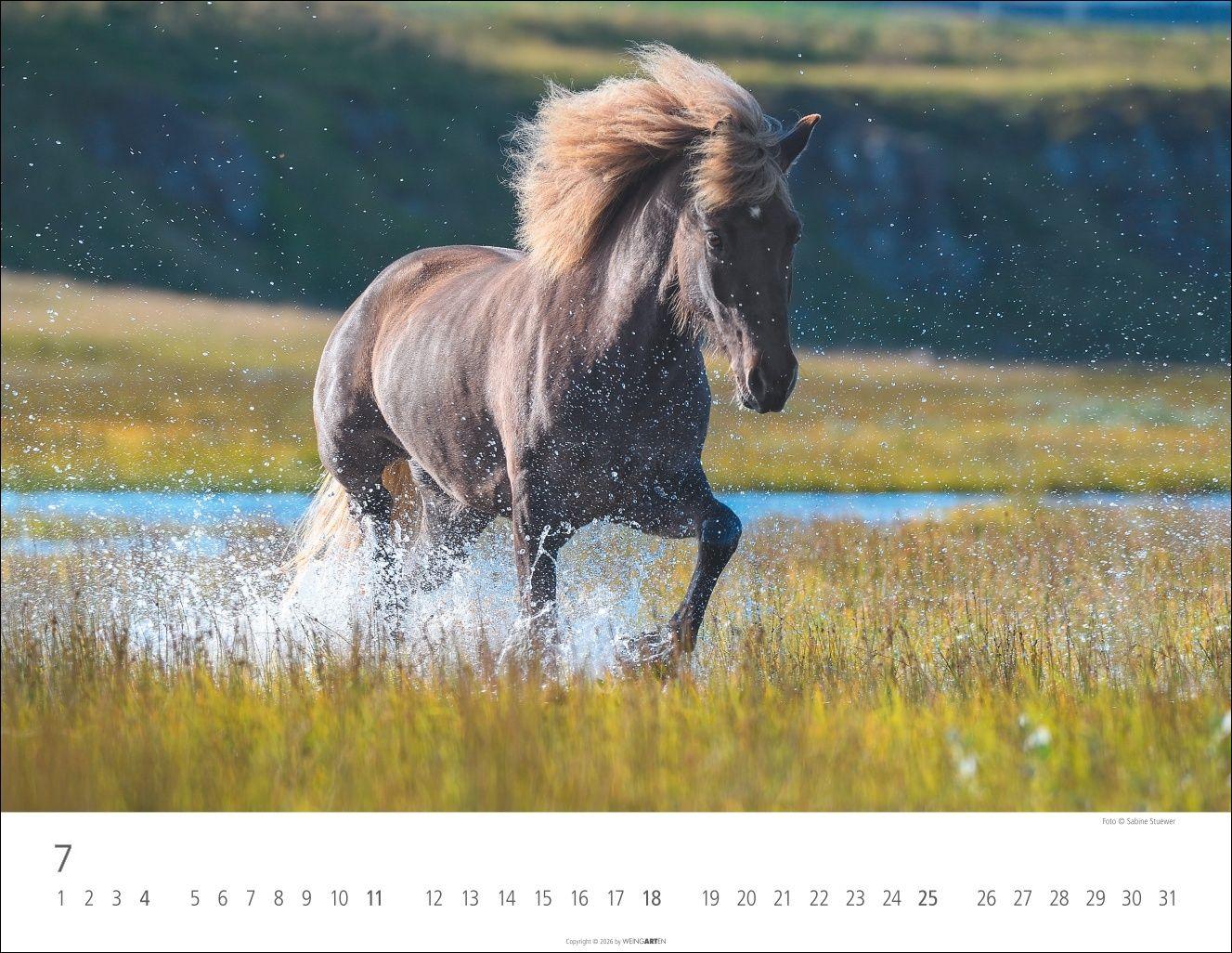 Beispielinhalt (Bild) Islandpferde Kalender 2027