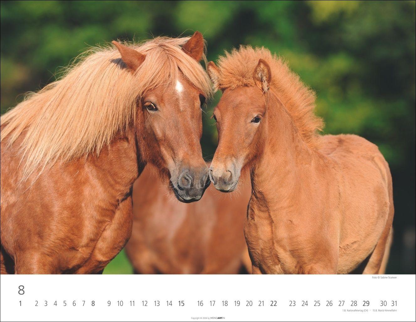 Beispielinhalt (Bild) Islandpferde Kalender 2027