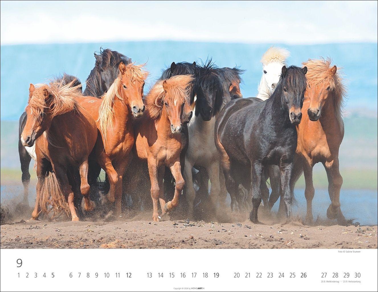 Beispielinhalt (Bild) Islandpferde Kalender 2027