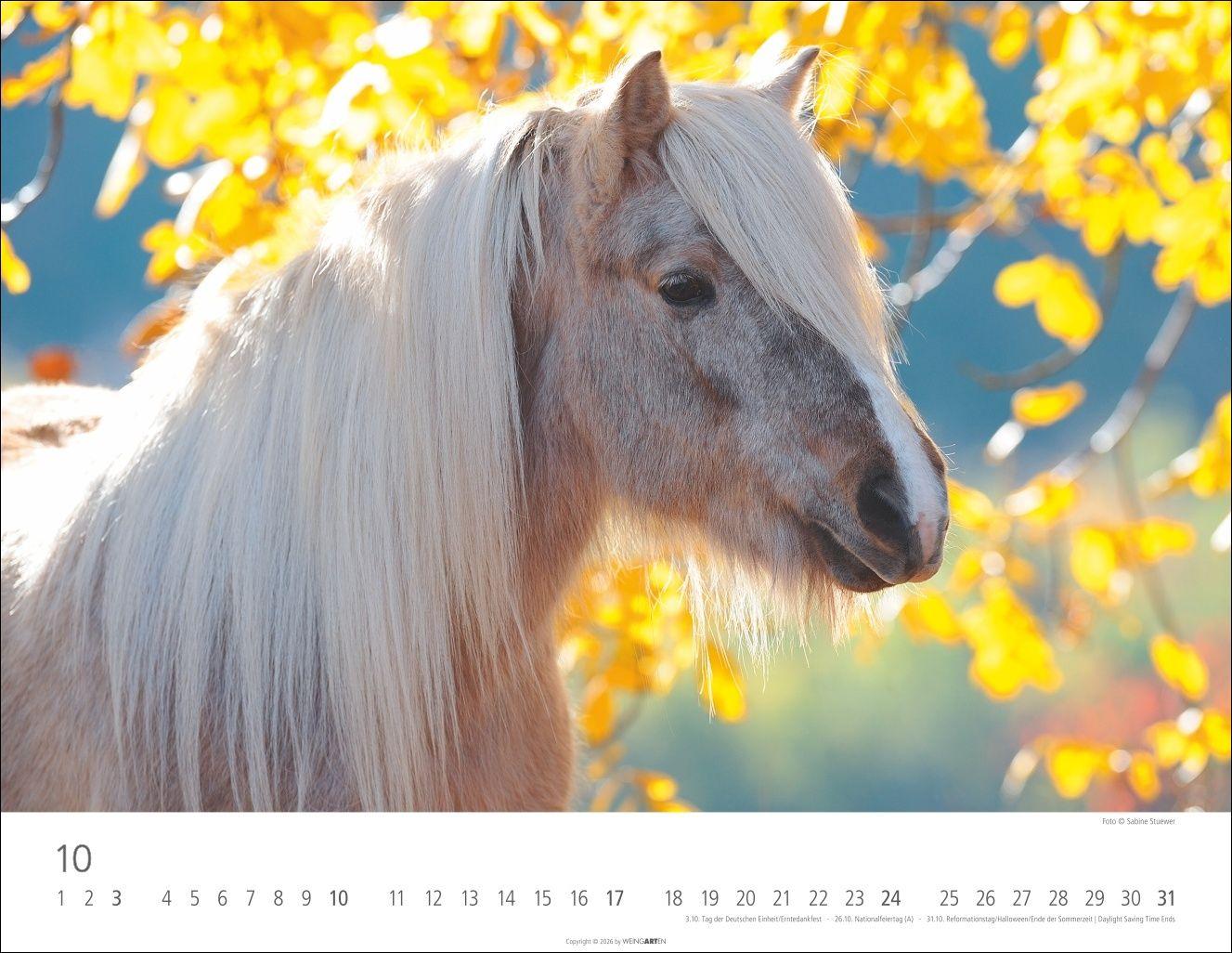 Beispielinhalt (Bild) Islandpferde Kalender 2027