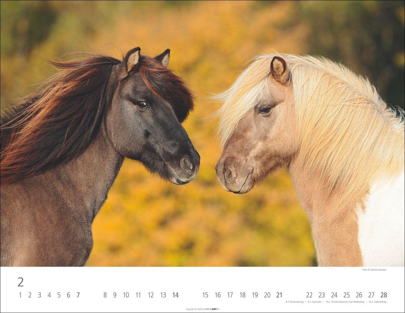 Beispielinhalt (Bild) Islandpferde Kalender 2027