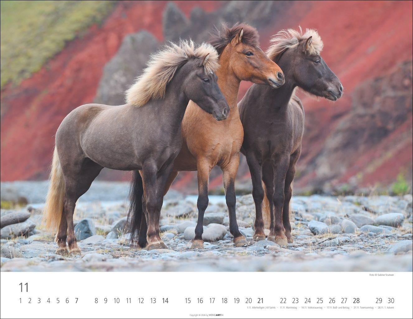 Beispielinhalt (Bild) Islandpferde Kalender 2027
