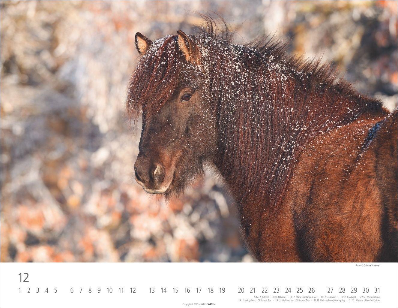 Beispielinhalt (Bild) Islandpferde Kalender 2027