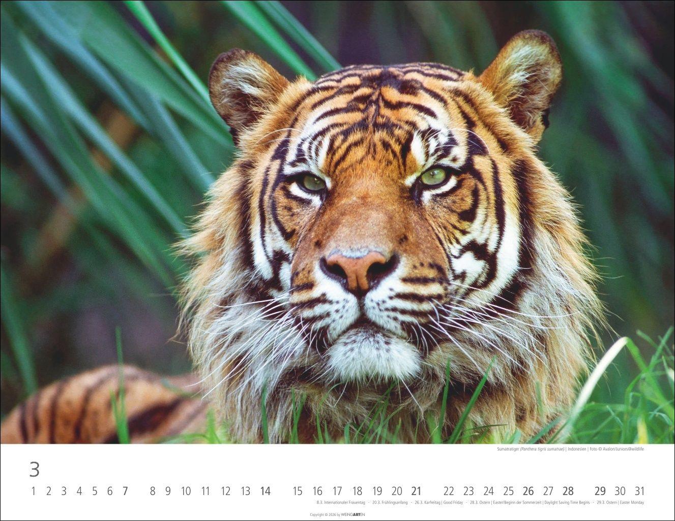 Beispielinhalt (Bild) Tiger Kalender 2027