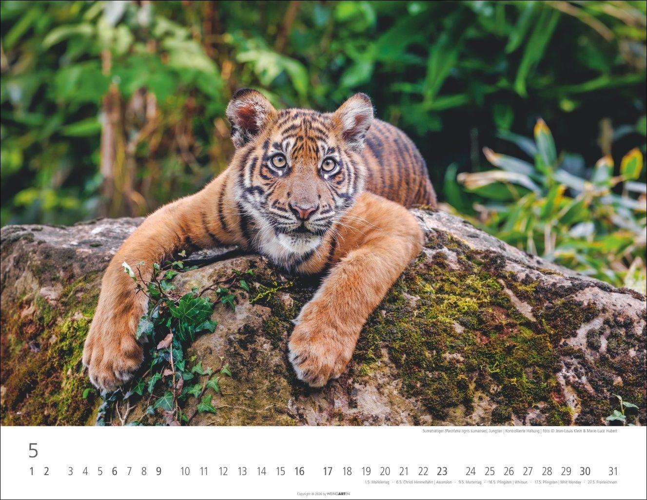 Beispielinhalt (Bild) Tiger Kalender 2027