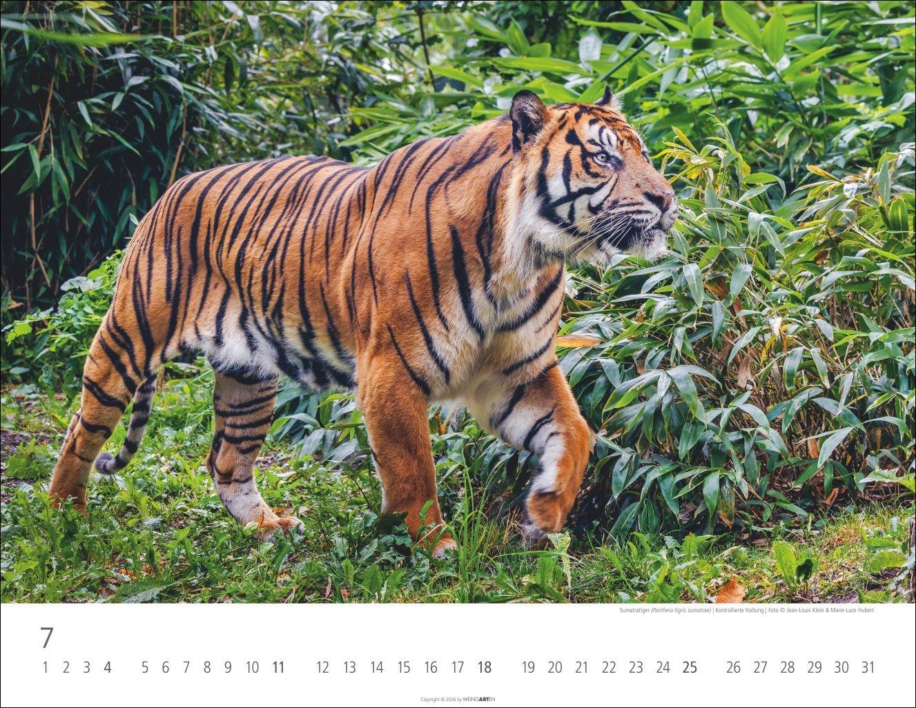 Beispielinhalt (Bild) Tiger Kalender 2027
