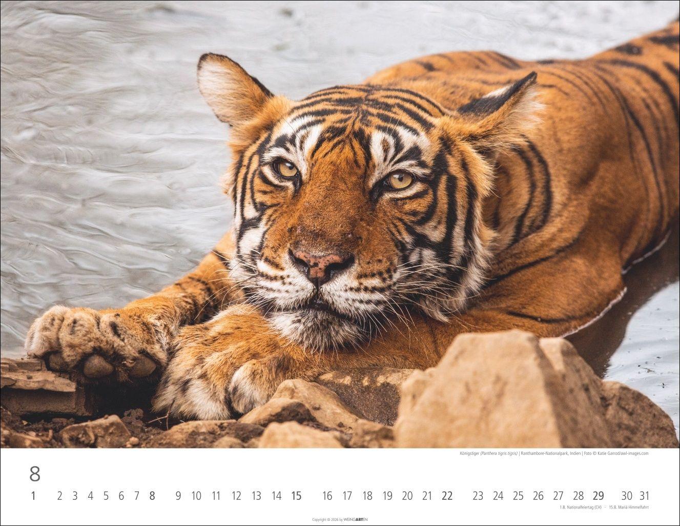Beispielinhalt (Bild) Tiger Kalender 2027