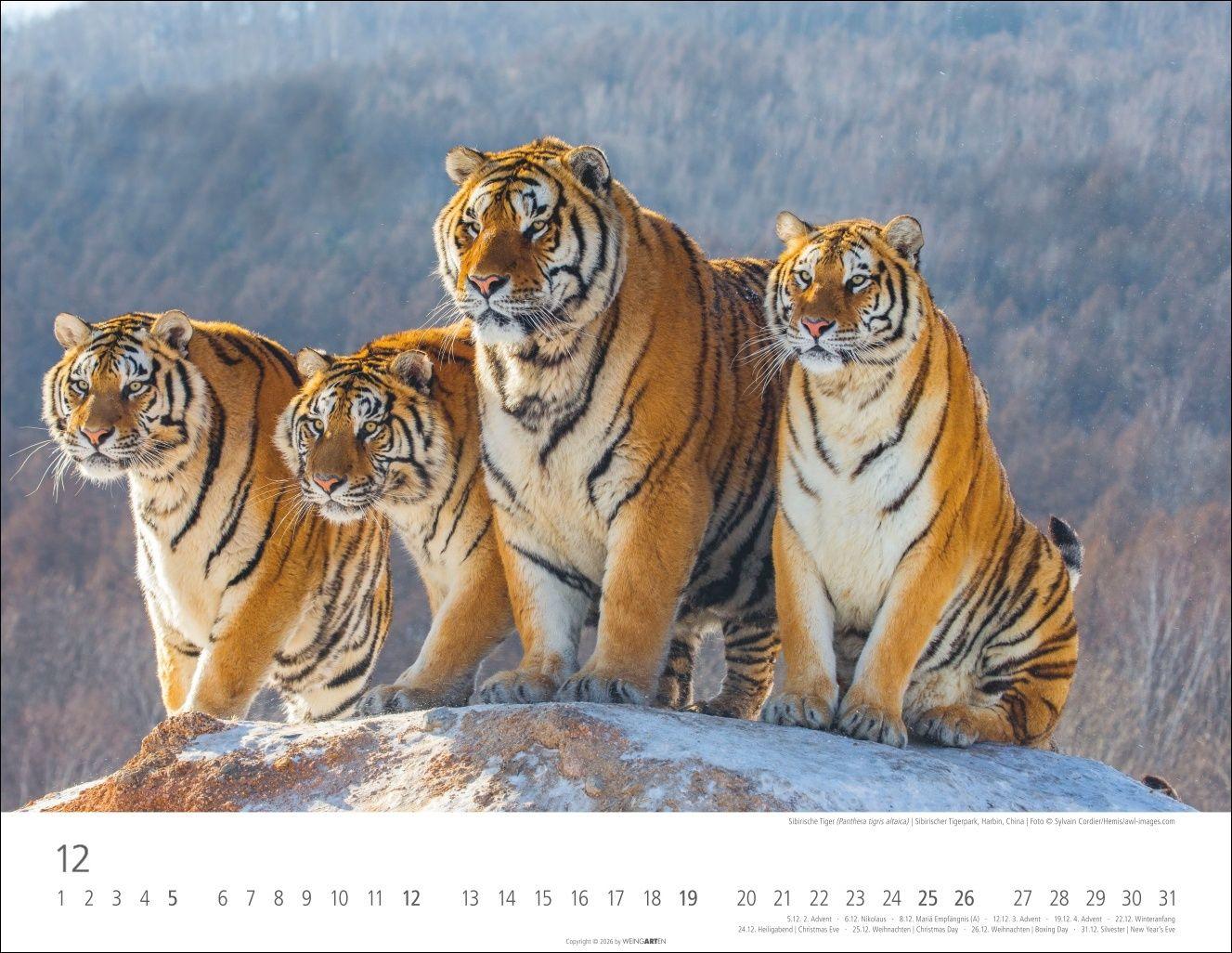 Beispielinhalt (Bild) Tiger Kalender 2027