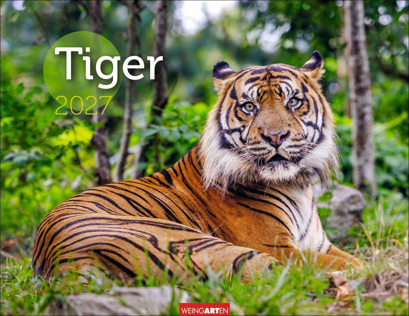 Vorderes Coverbild Tiger Kalender 2027
