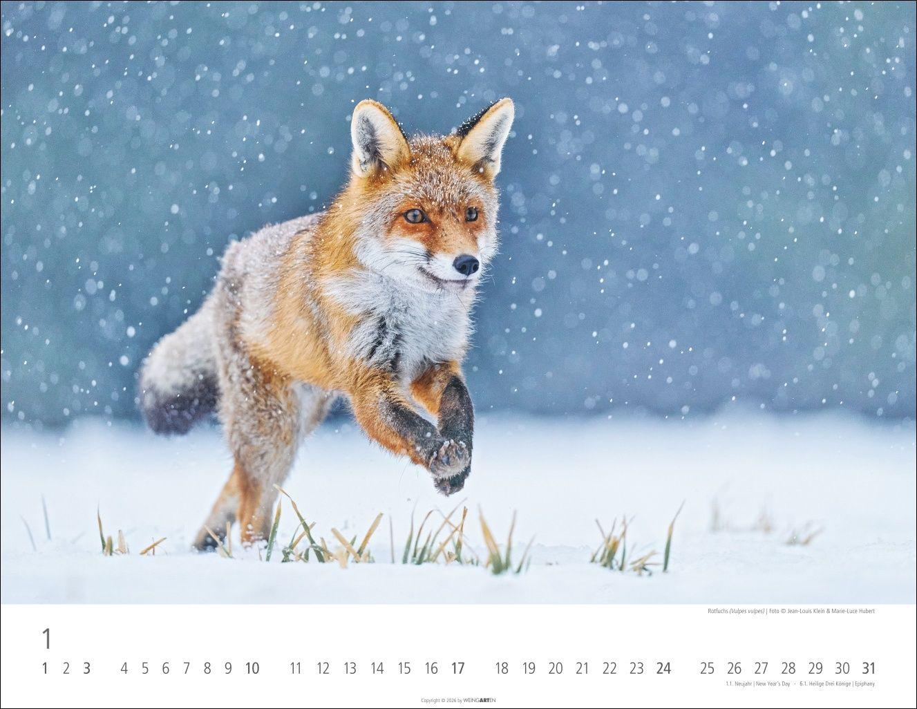 Beispielinhalt (Bild) Heimische Wildtiere Kalender 2027