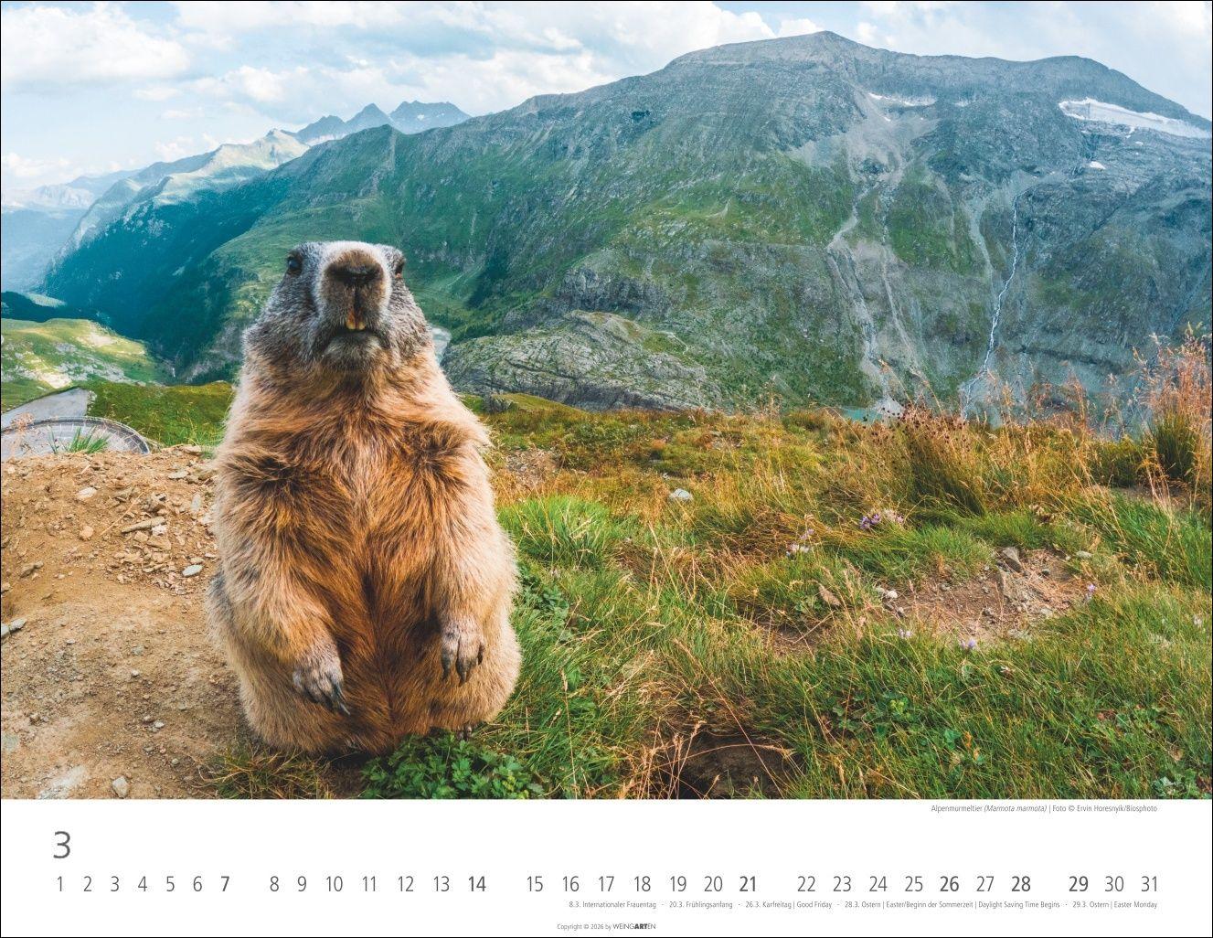 Beispielinhalt (Bild) Heimische Wildtiere Kalender 2027