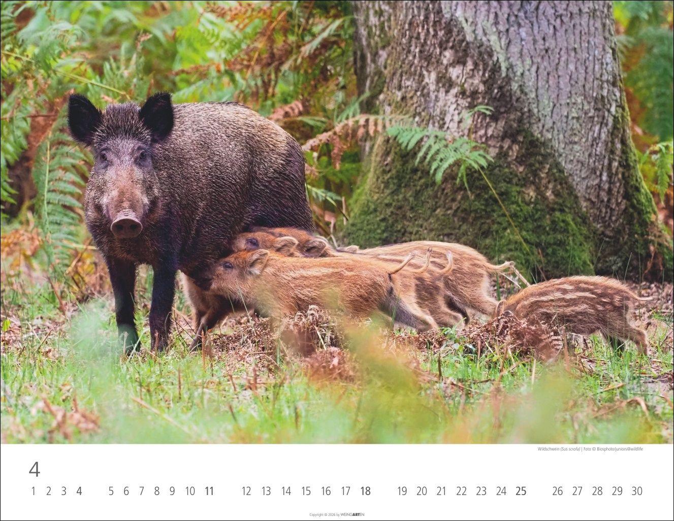 Beispielinhalt (Bild) Heimische Wildtiere Kalender 2027
