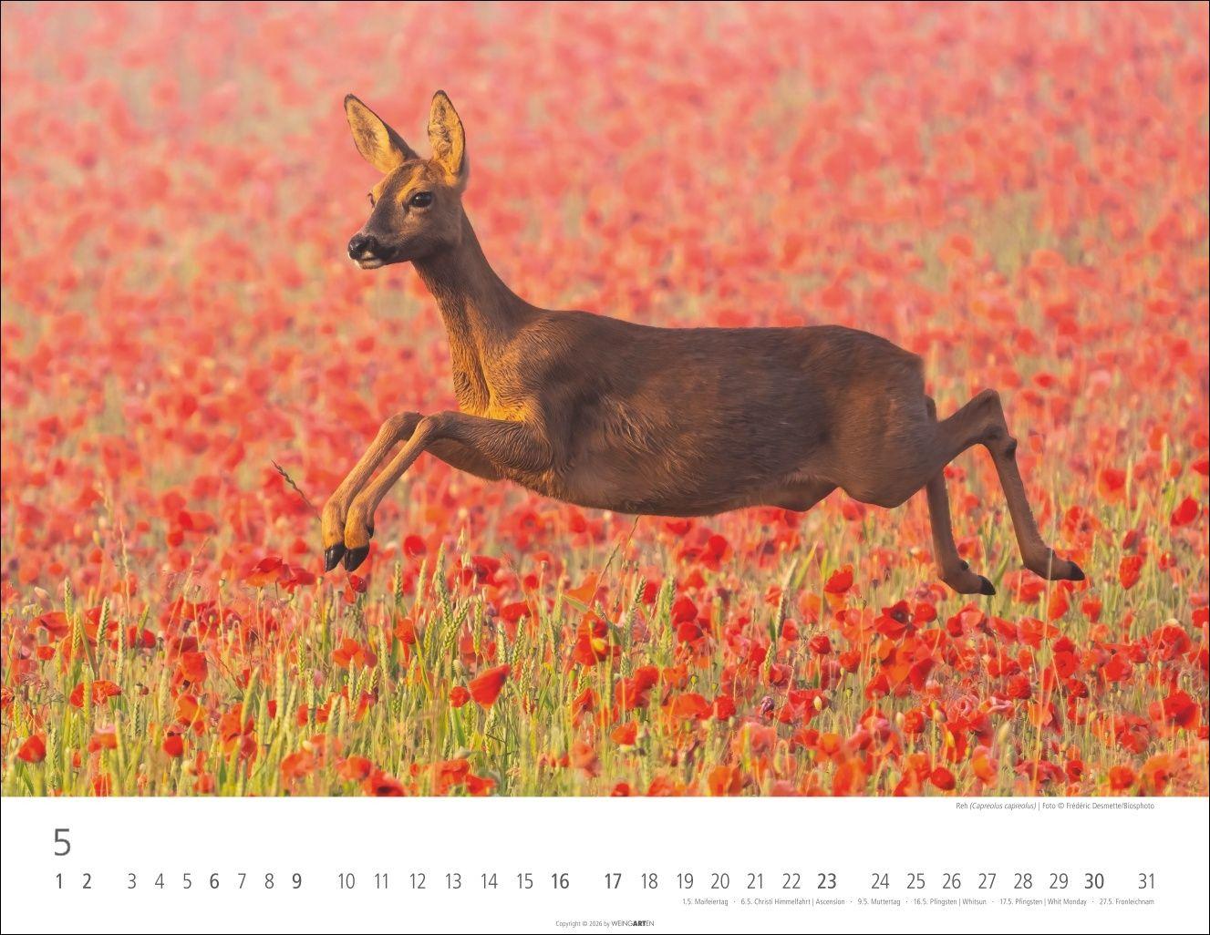 Beispielinhalt (Bild) Heimische Wildtiere Kalender 2027