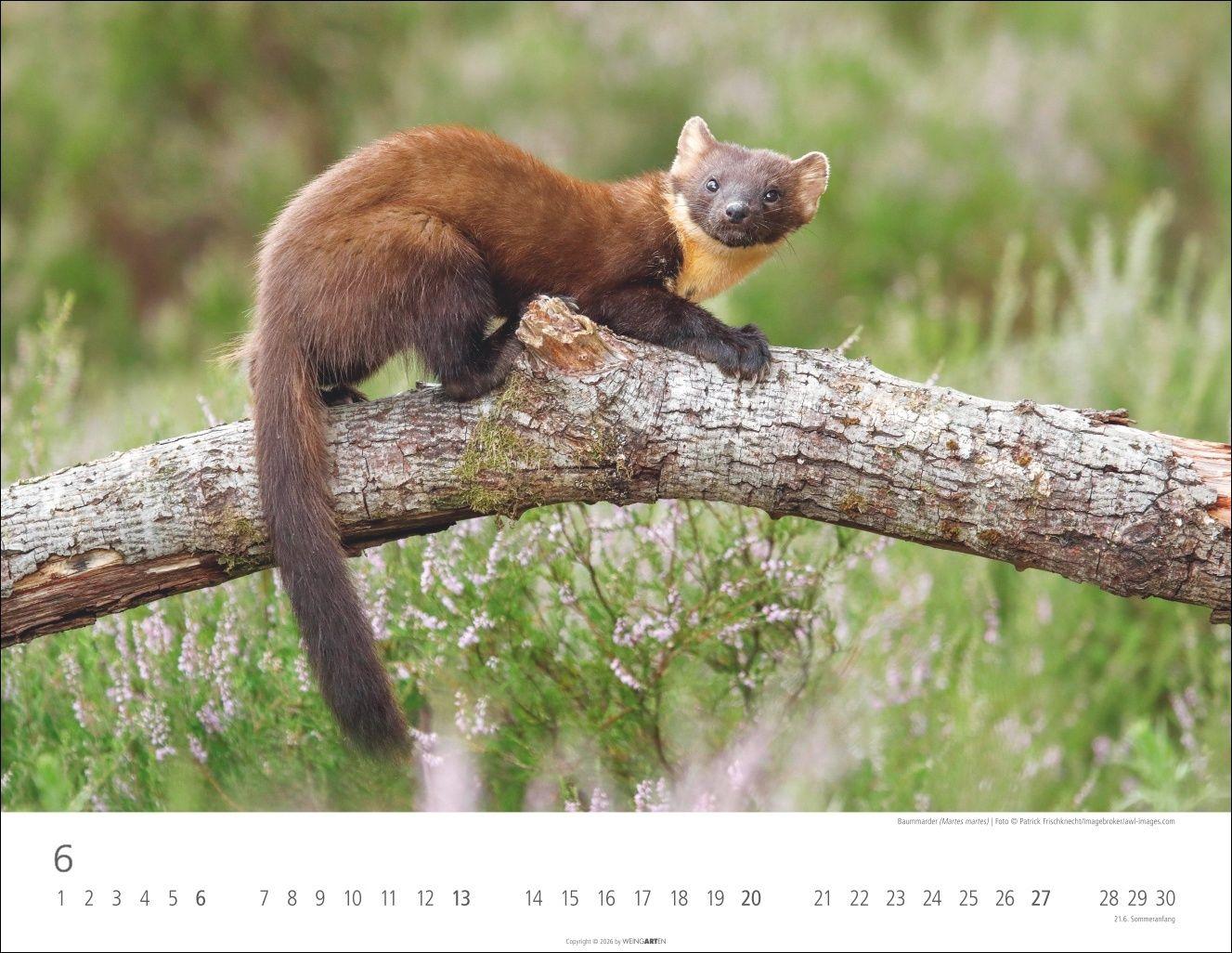 Beispielinhalt (Bild) Heimische Wildtiere Kalender 2027