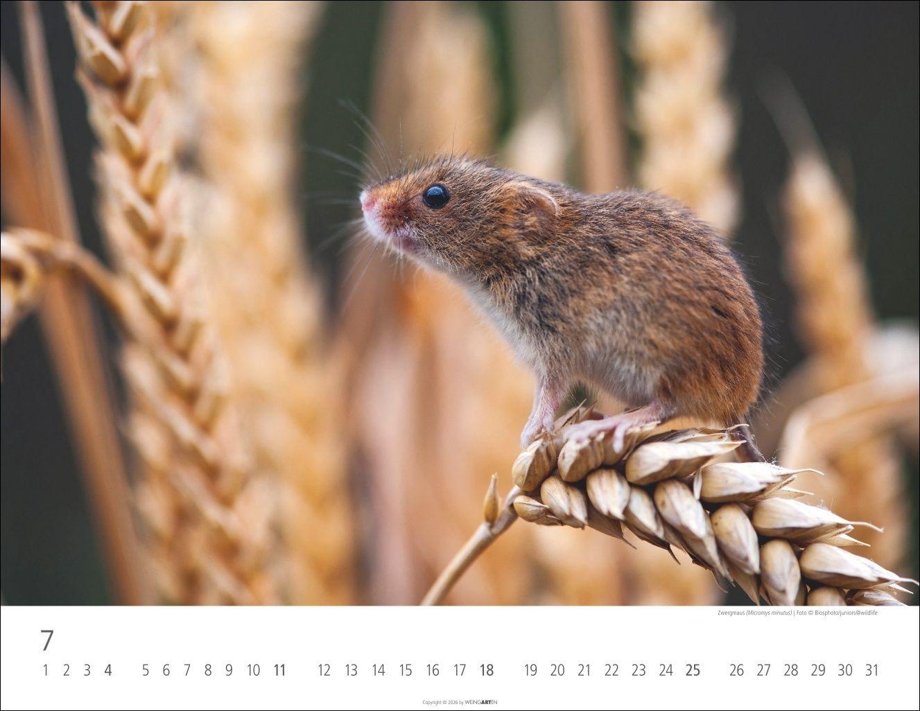 Beispielinhalt (Bild) Heimische Wildtiere Kalender 2027