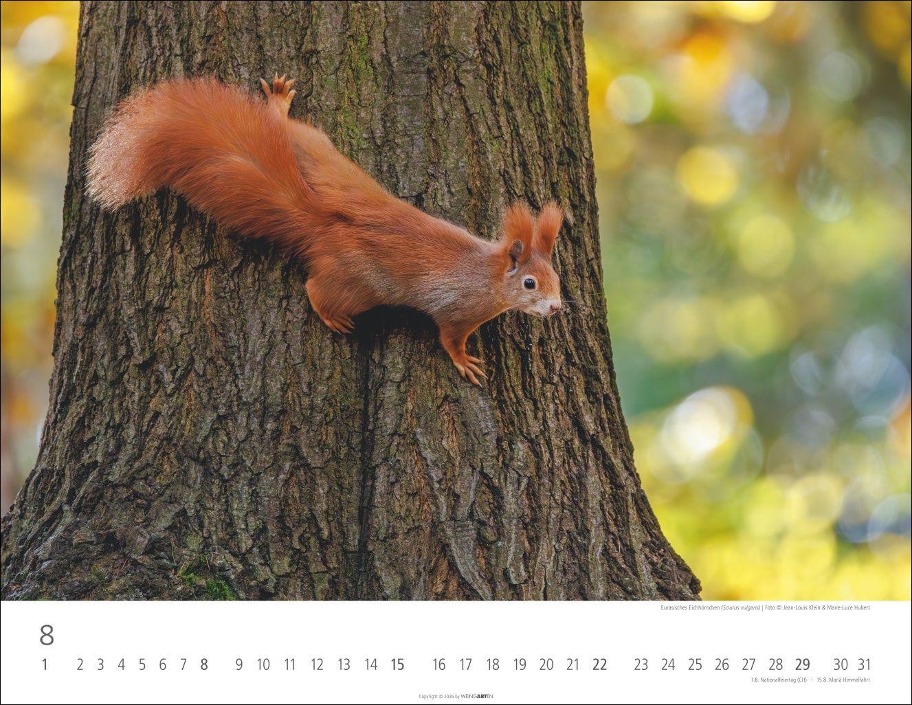 Beispielinhalt (Bild) Heimische Wildtiere Kalender 2027