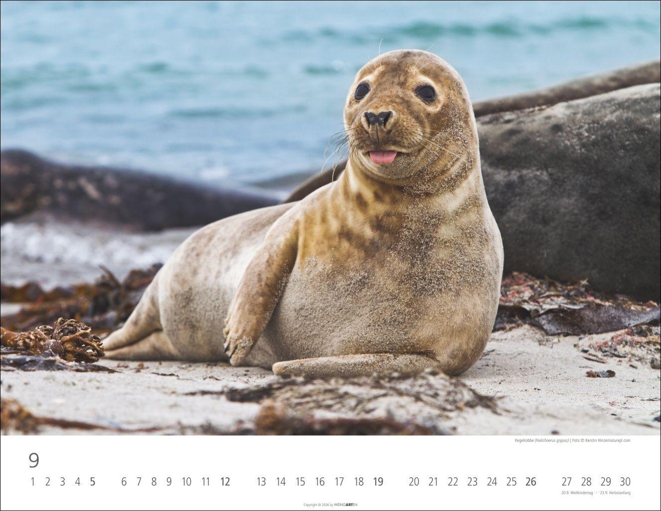 Beispielinhalt (Bild) Heimische Wildtiere Kalender 2027