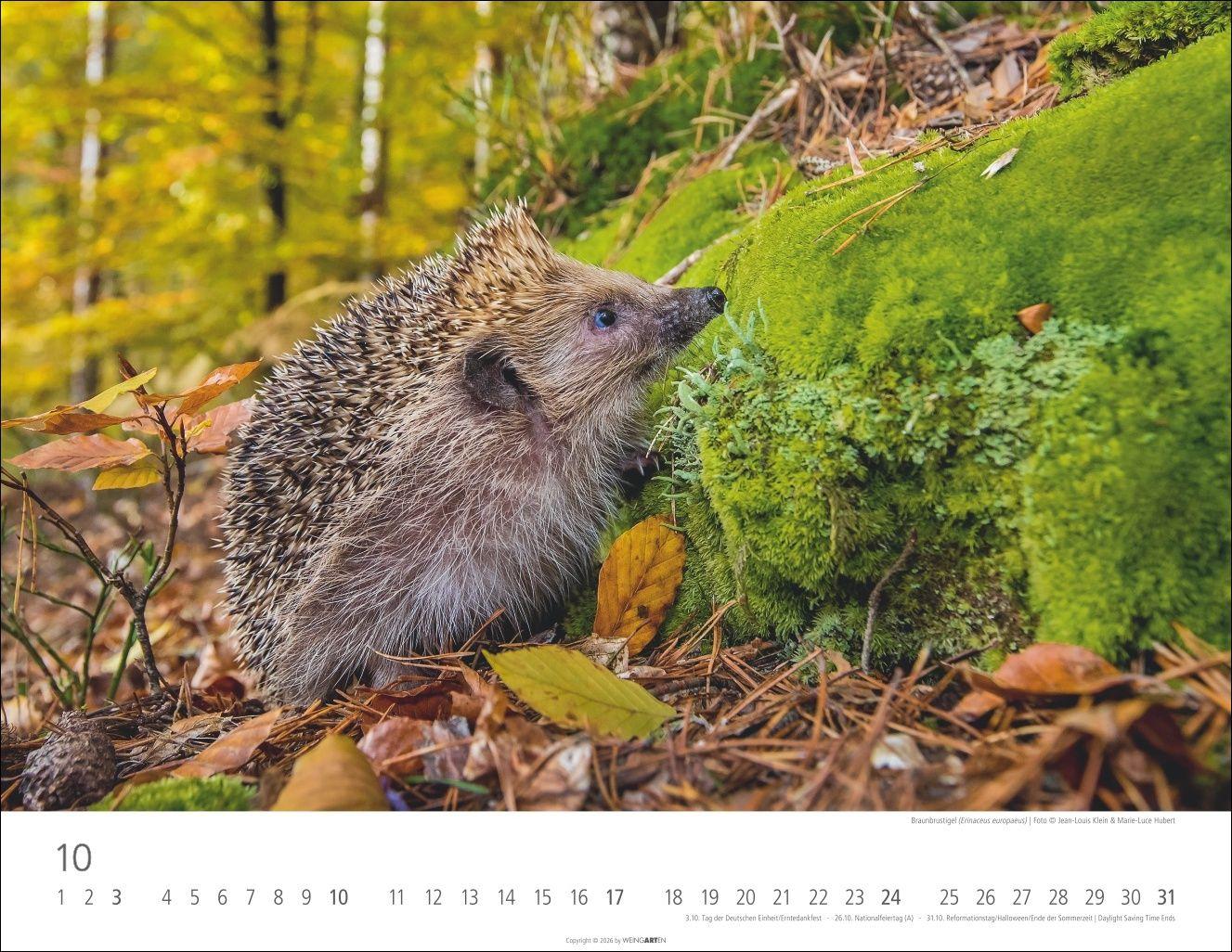 Beispielinhalt (Bild) Heimische Wildtiere Kalender 2027