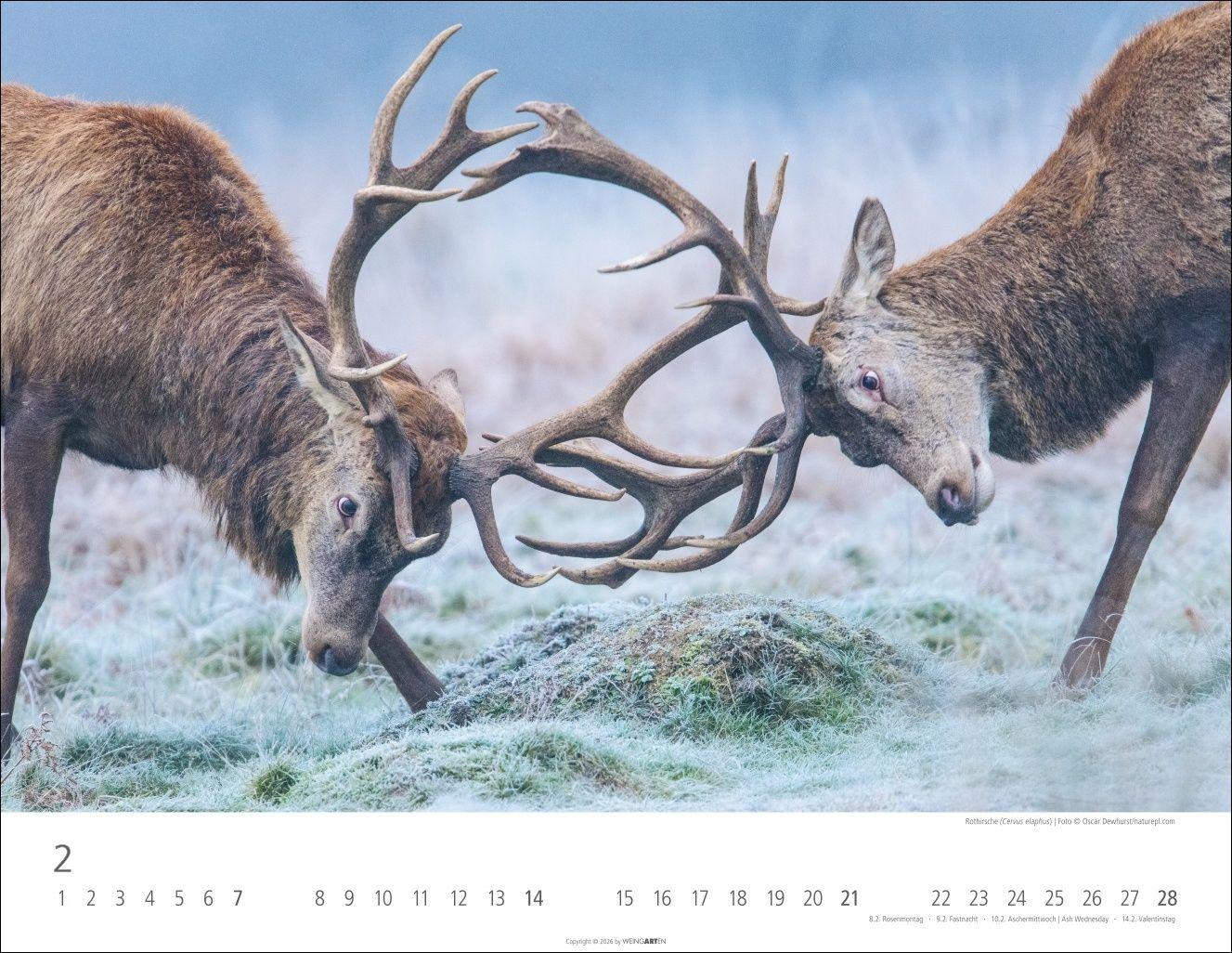 Beispielinhalt (Bild) Heimische Wildtiere Kalender 2027