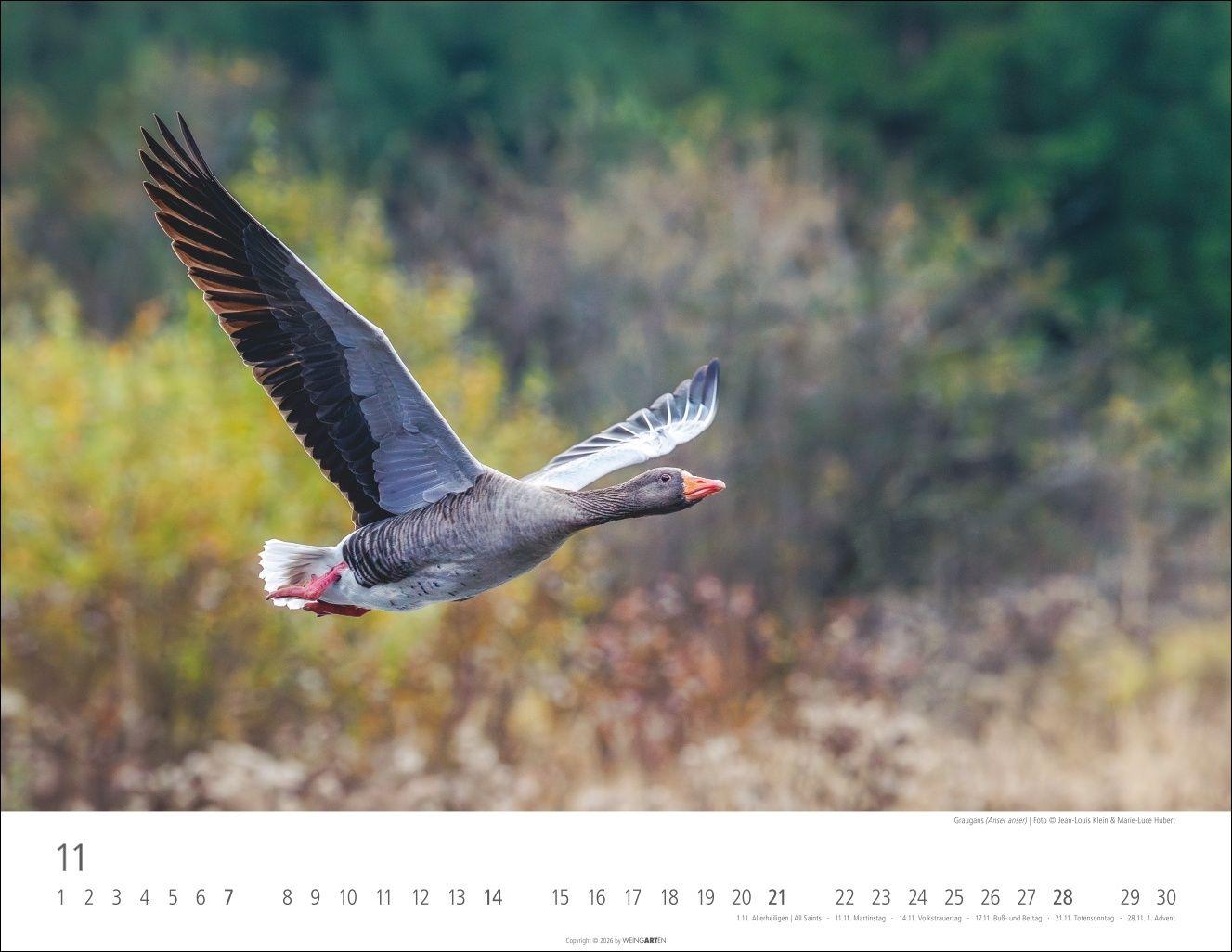 Beispielinhalt (Bild) Heimische Wildtiere Kalender 2027