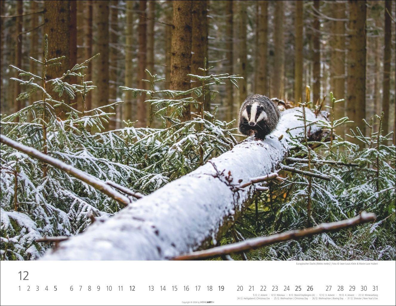 Beispielinhalt (Bild) Heimische Wildtiere Kalender 2027