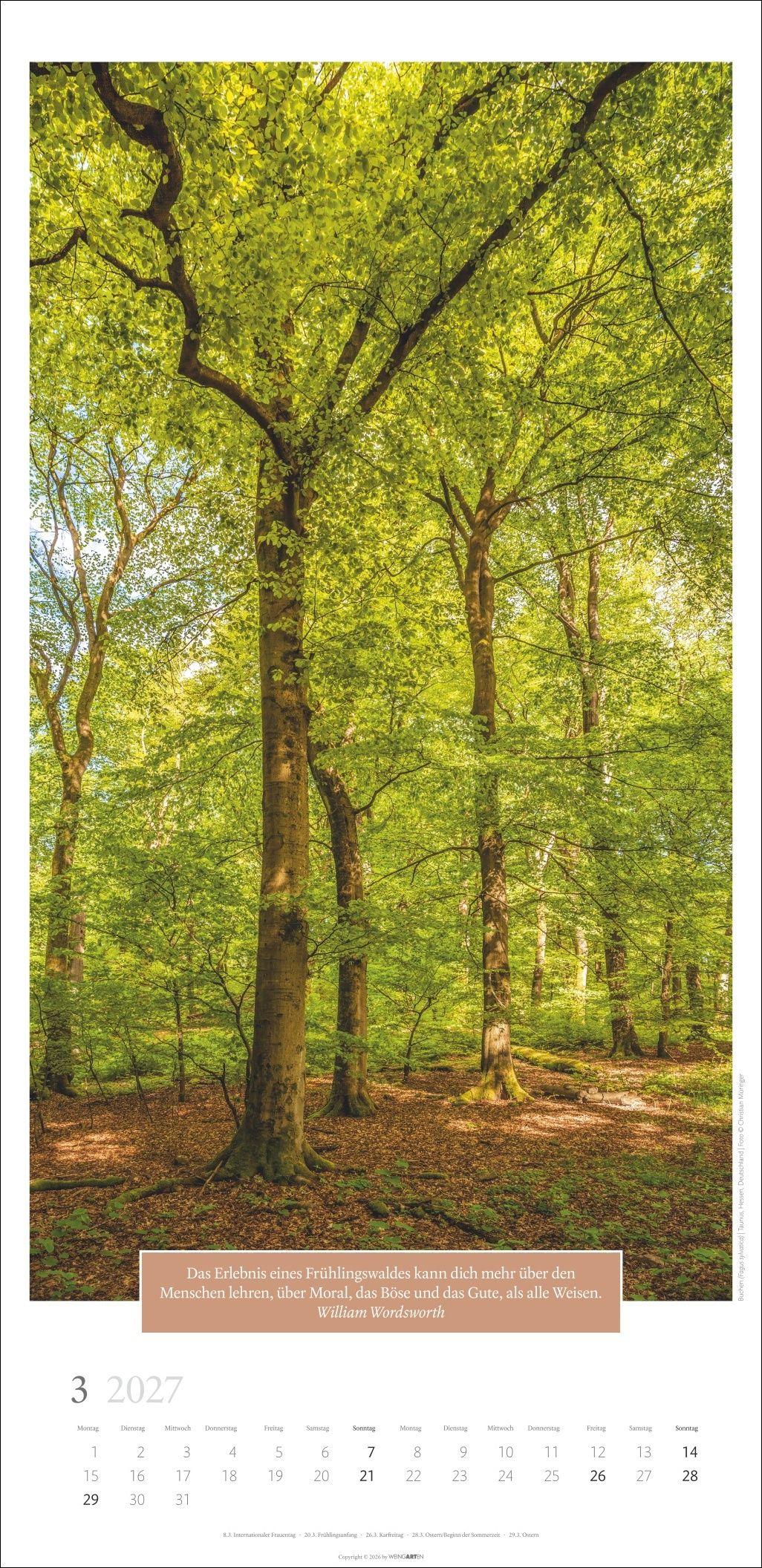 Beispielinhalt (Bild) Wunderwelt der Bäume Kalender 2027