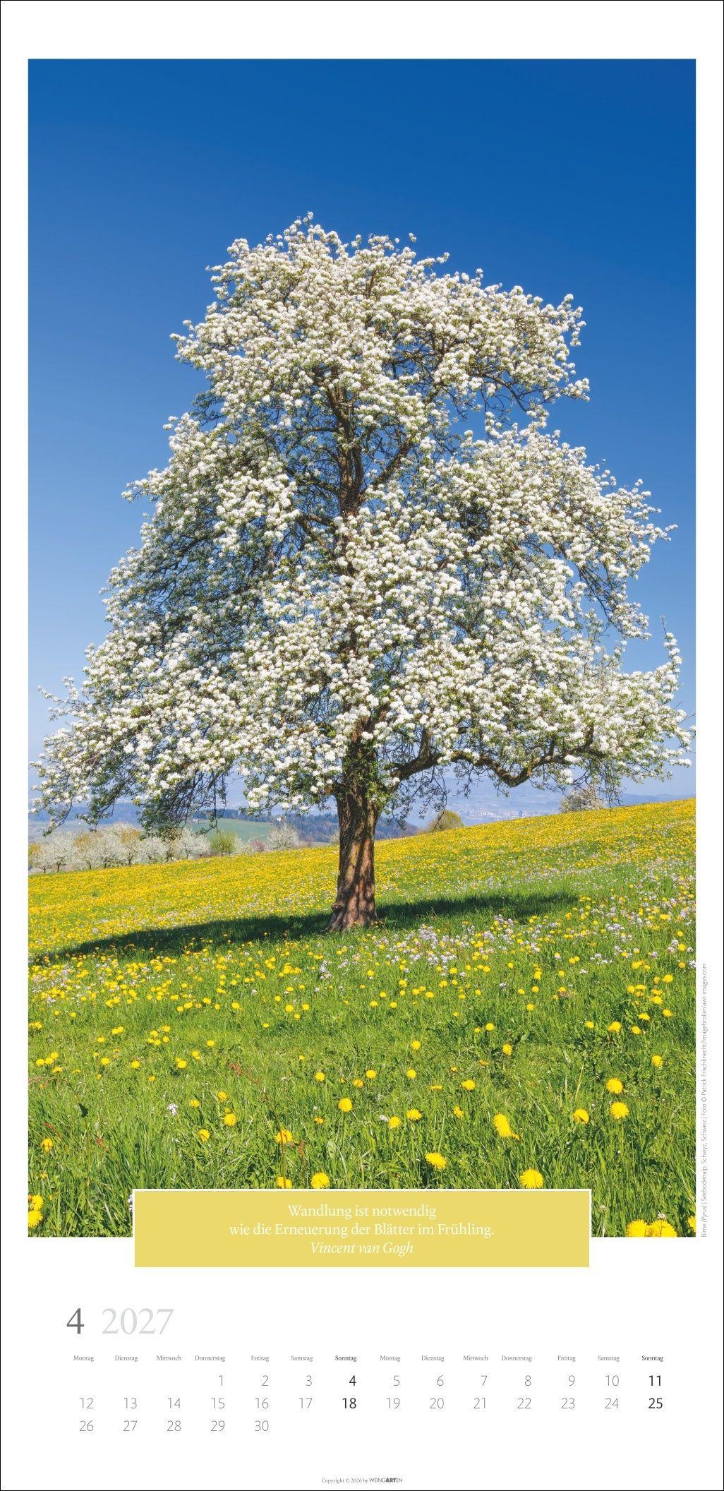 Beispielinhalt (Bild) Wunderwelt der Bäume Kalender 2027