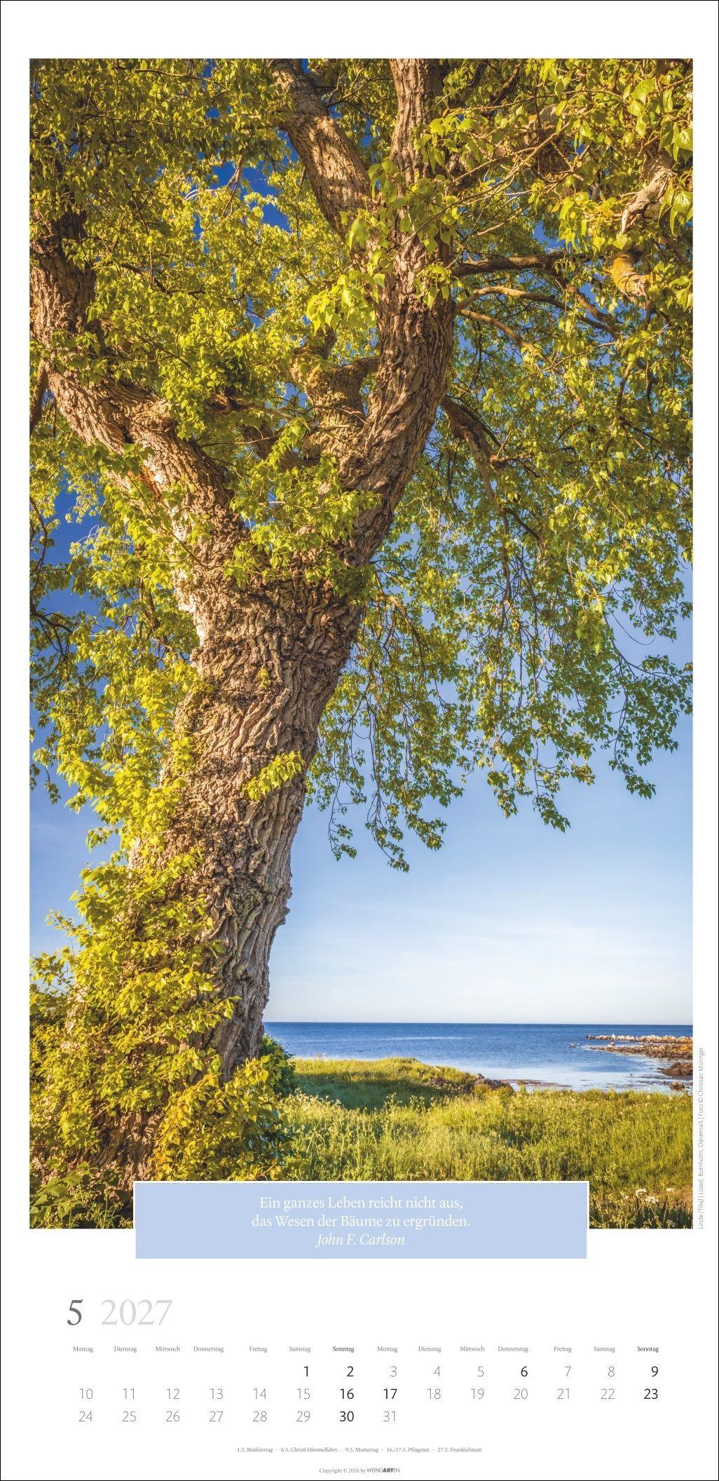 Beispielinhalt (Bild) Wunderwelt der Bäume Kalender 2027