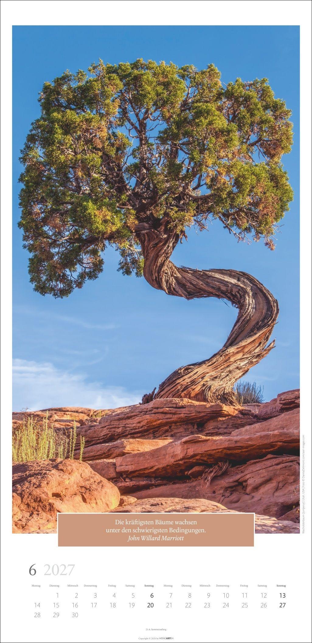 Beispielinhalt (Bild) Wunderwelt der Bäume Kalender 2027